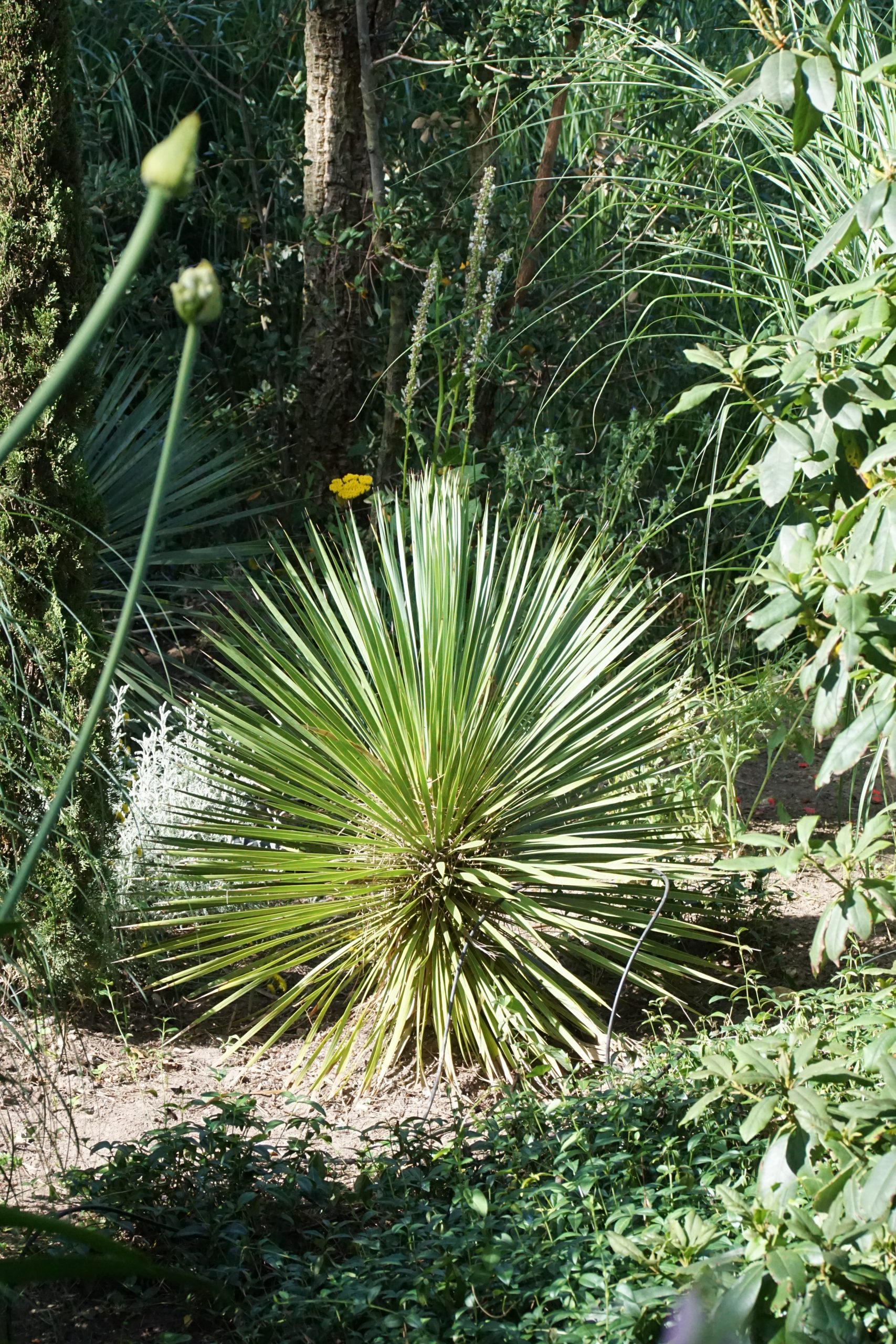 12168_yucca_glauca_RS_003.jpg