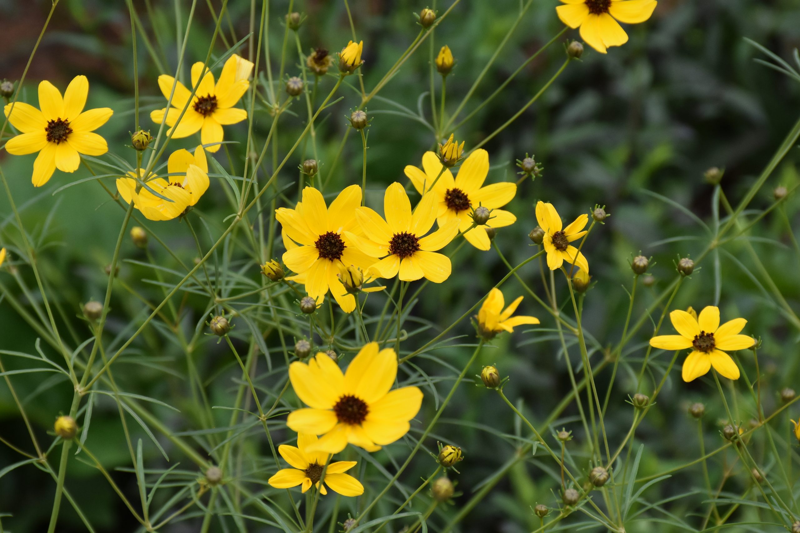 12222_coreopsis_verticillata_appalachian_gold_XS_004.jpg