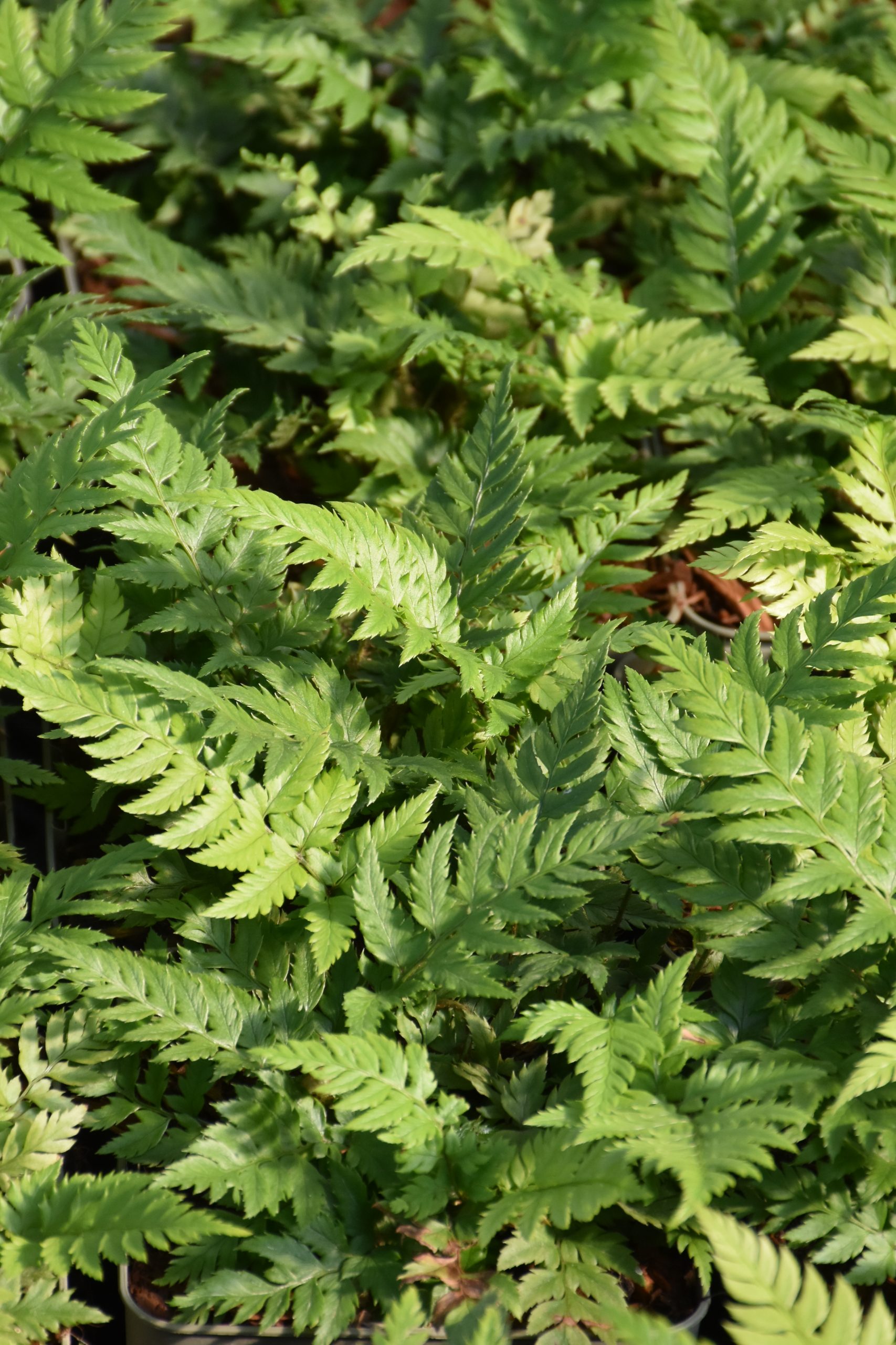 12232_polystichum_rigens_XS_002.jpg