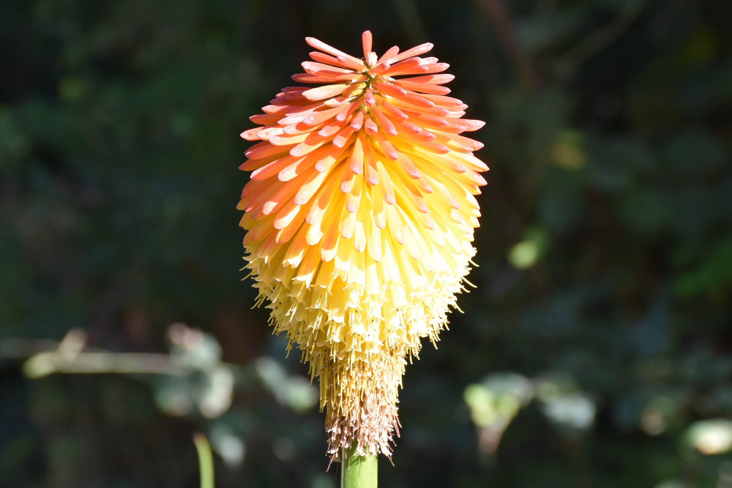 12247_kniphofia_rooperii_XS_002.jpg