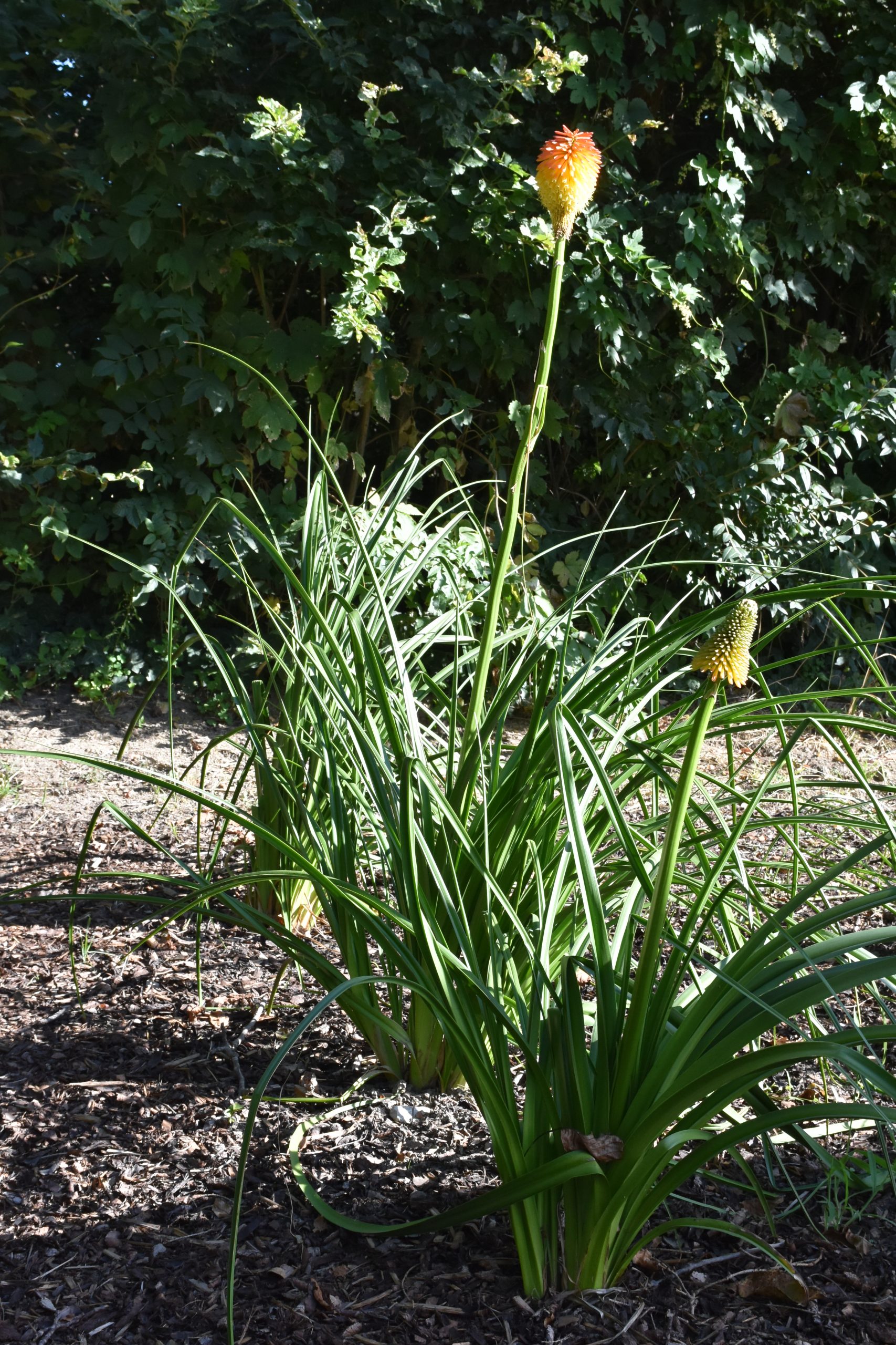 12248_kniphofia_rooperii_XS_003.jpg