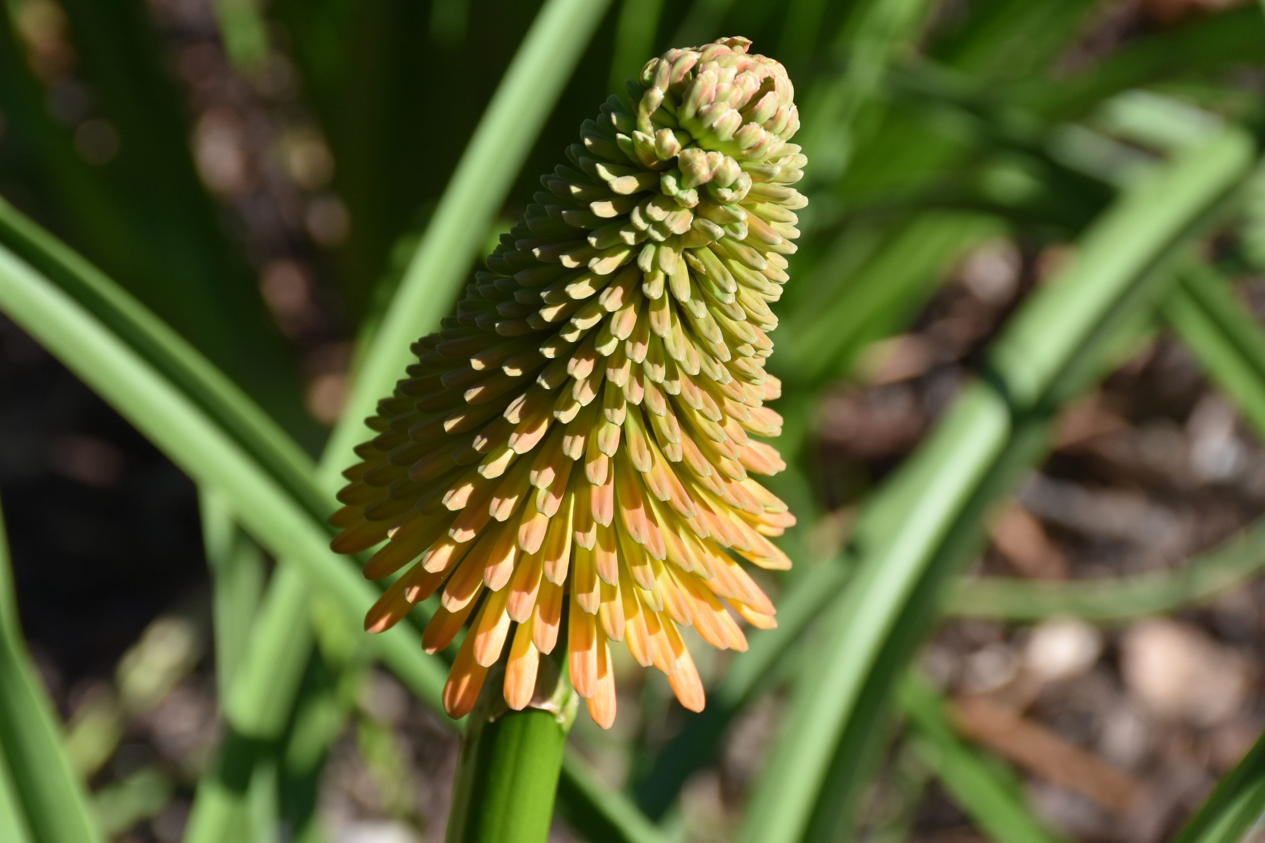 12249_kniphofia_rooperii_XS_004.jpg