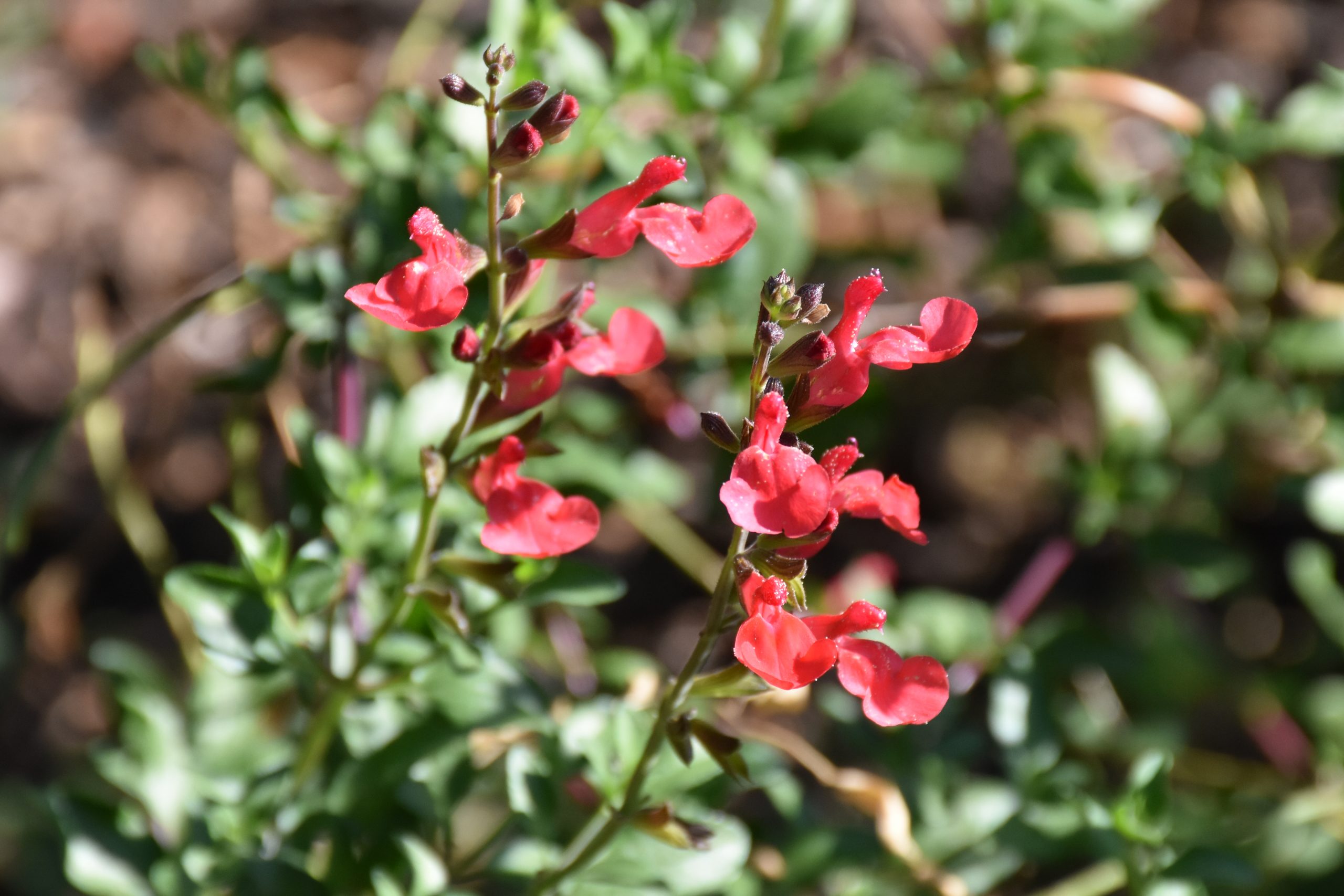 12252_salvia_microphylla_suzanne_XS_003.jpg