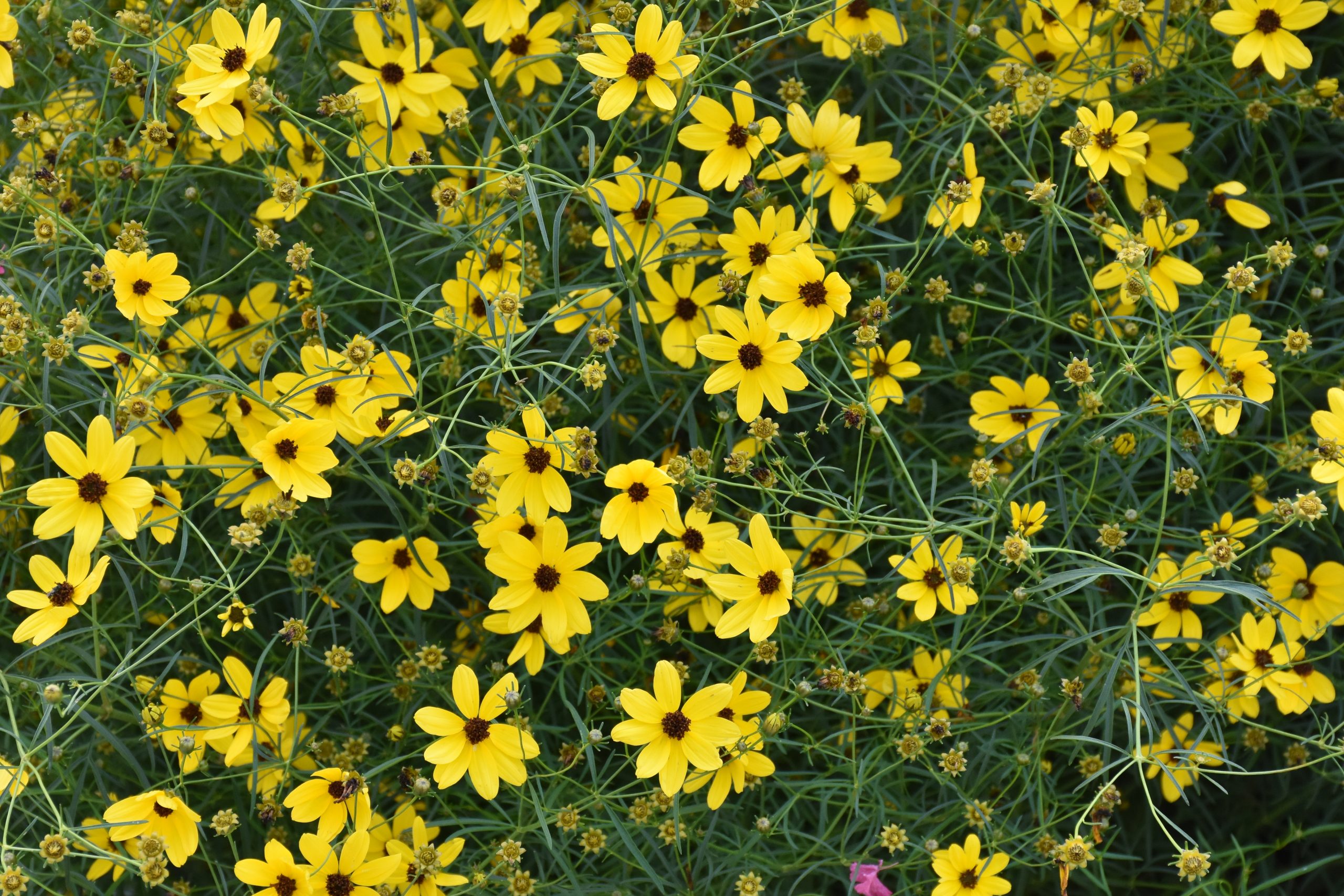12256_coreopsis_verticillata_appalachian_gold_XS_005.jpg