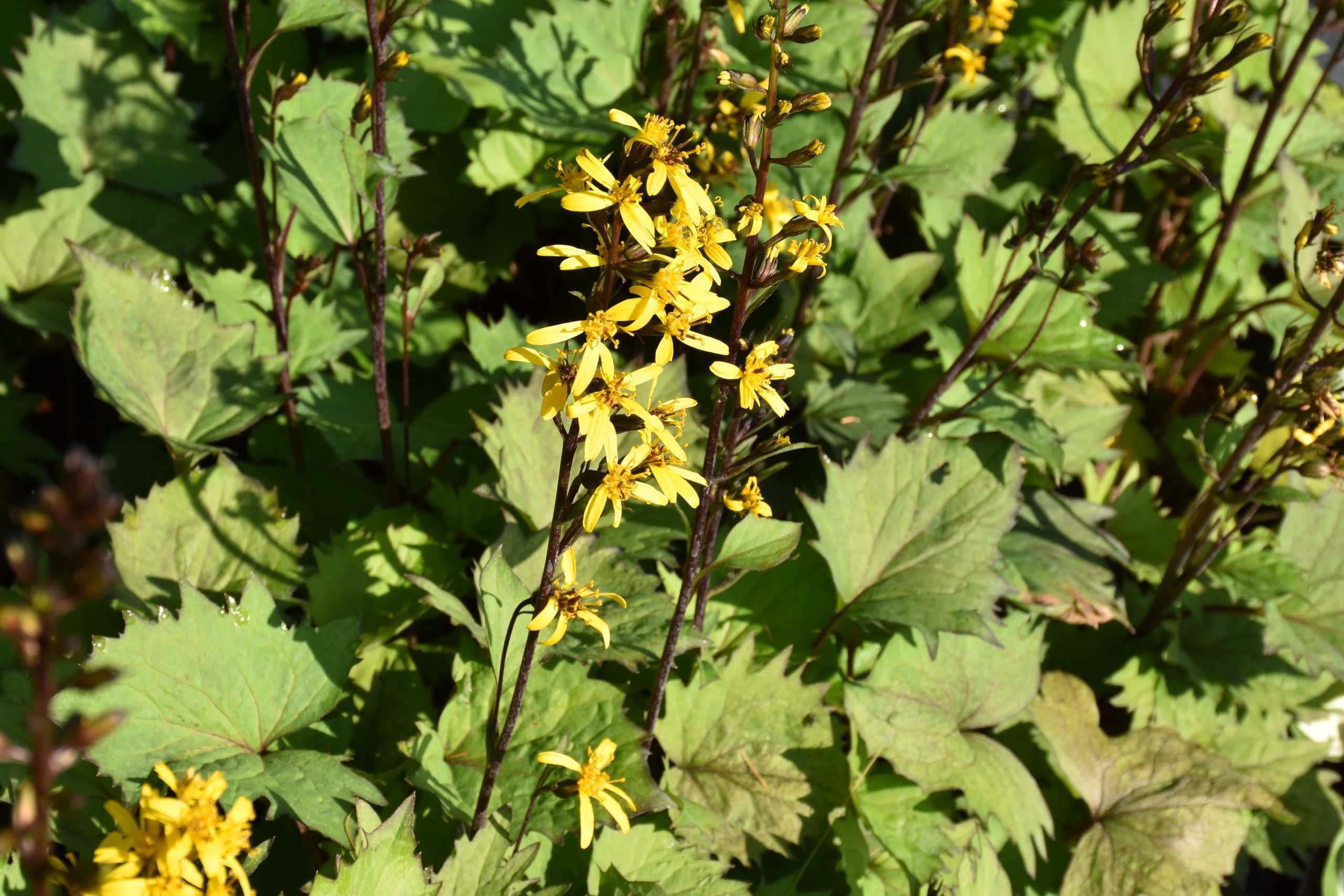 12261_ligularia_stenocephala_little_rocket_XS_003.jpg