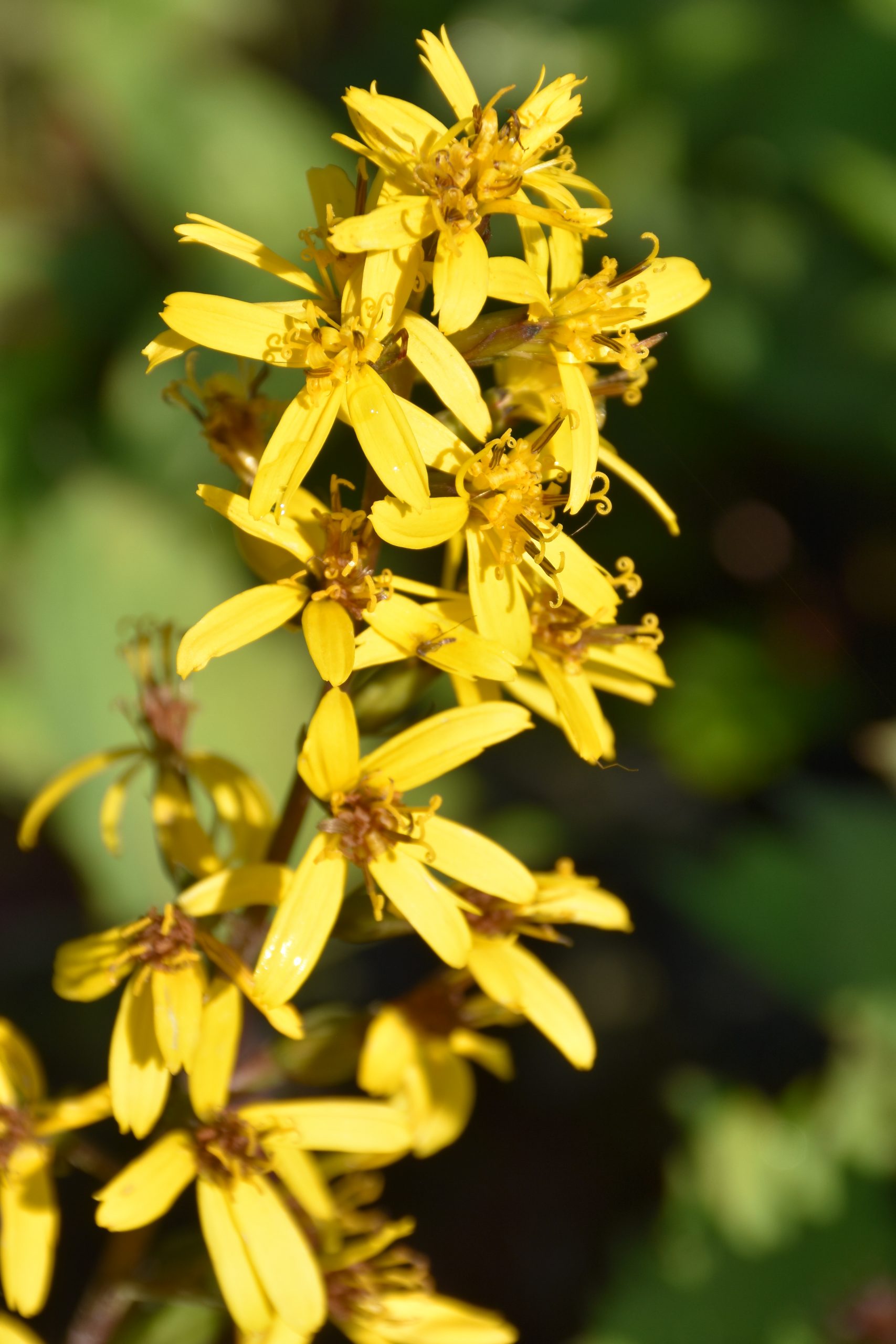 12262_ligularia_stenocephala_little_rocket_XS_004.jpg