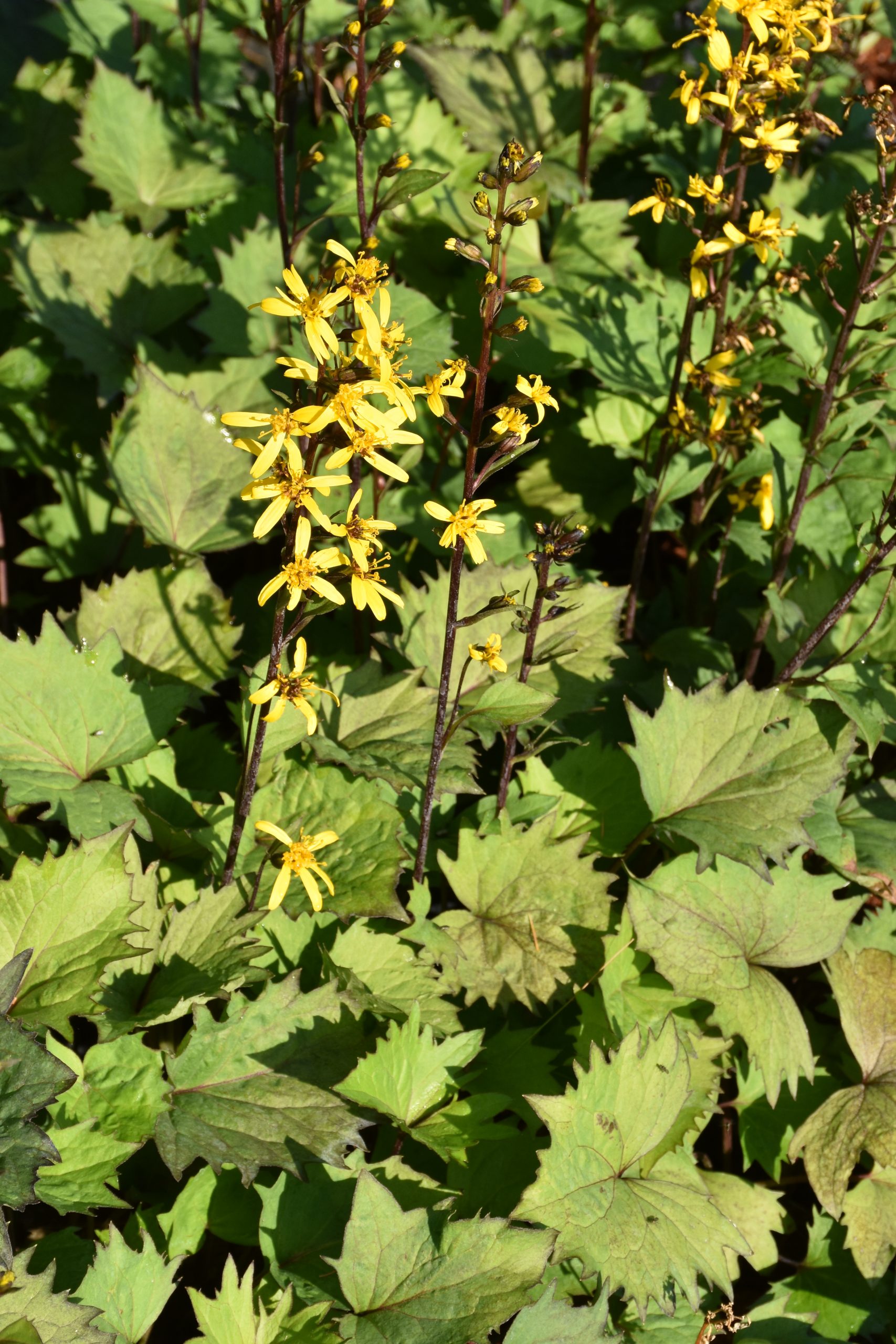 12263_ligularia_stenocephala_little_rocket_XS_005.jpg
