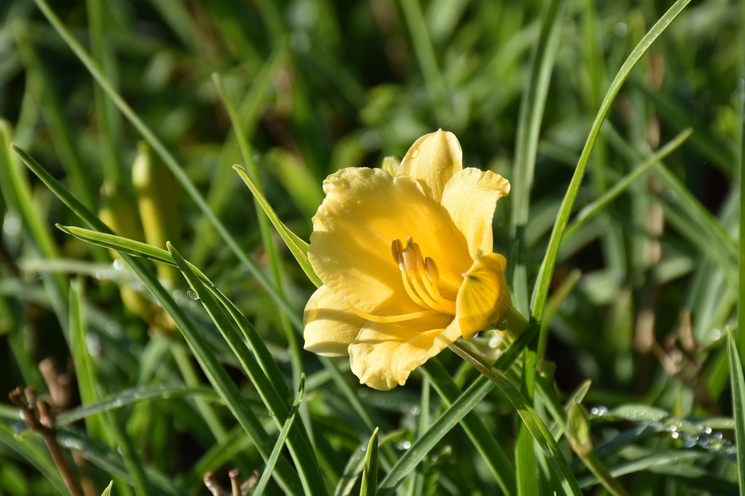 12265_hemerocallis_cult_stella_doro_XS_004.jpg