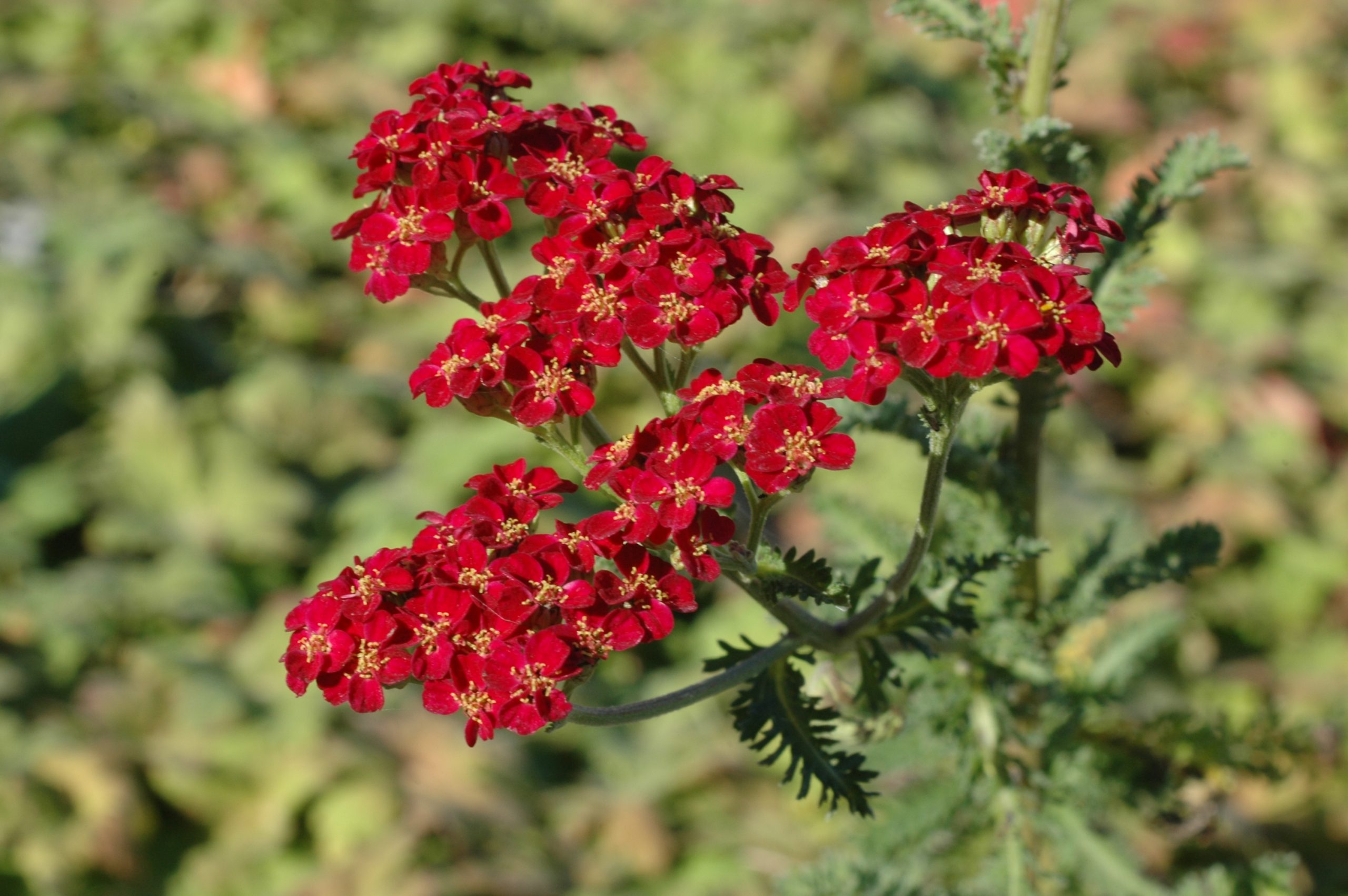 12266_achillea_millef_red_velvet_XS_002.jpg