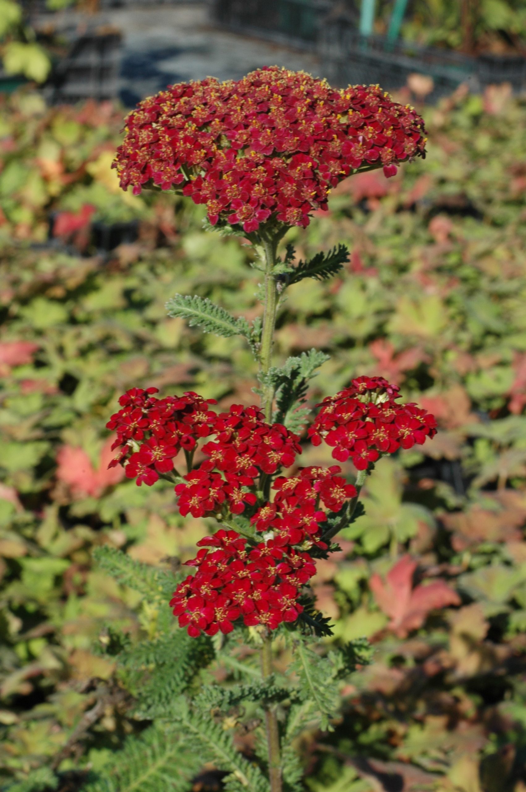 12267_achillea_millef_red_velvet_XS_003.jpg