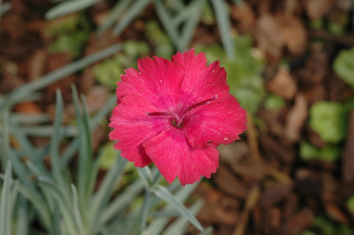 12268_dianthus_gratianop_badenia_XS_001.jpg