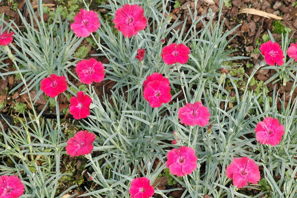 12269_dianthus_gratianop_badenia_XS_002.jpg