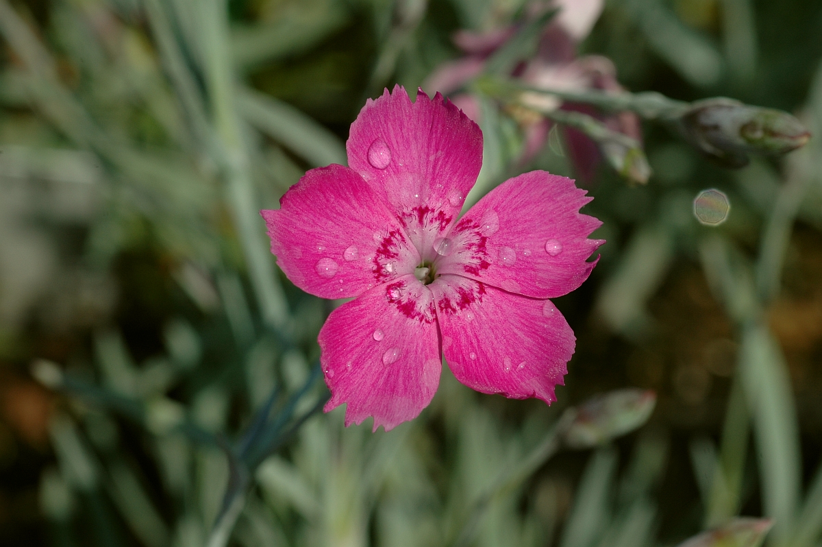 12270_dianthus_gratianop_blauigel_XS_001.jpg