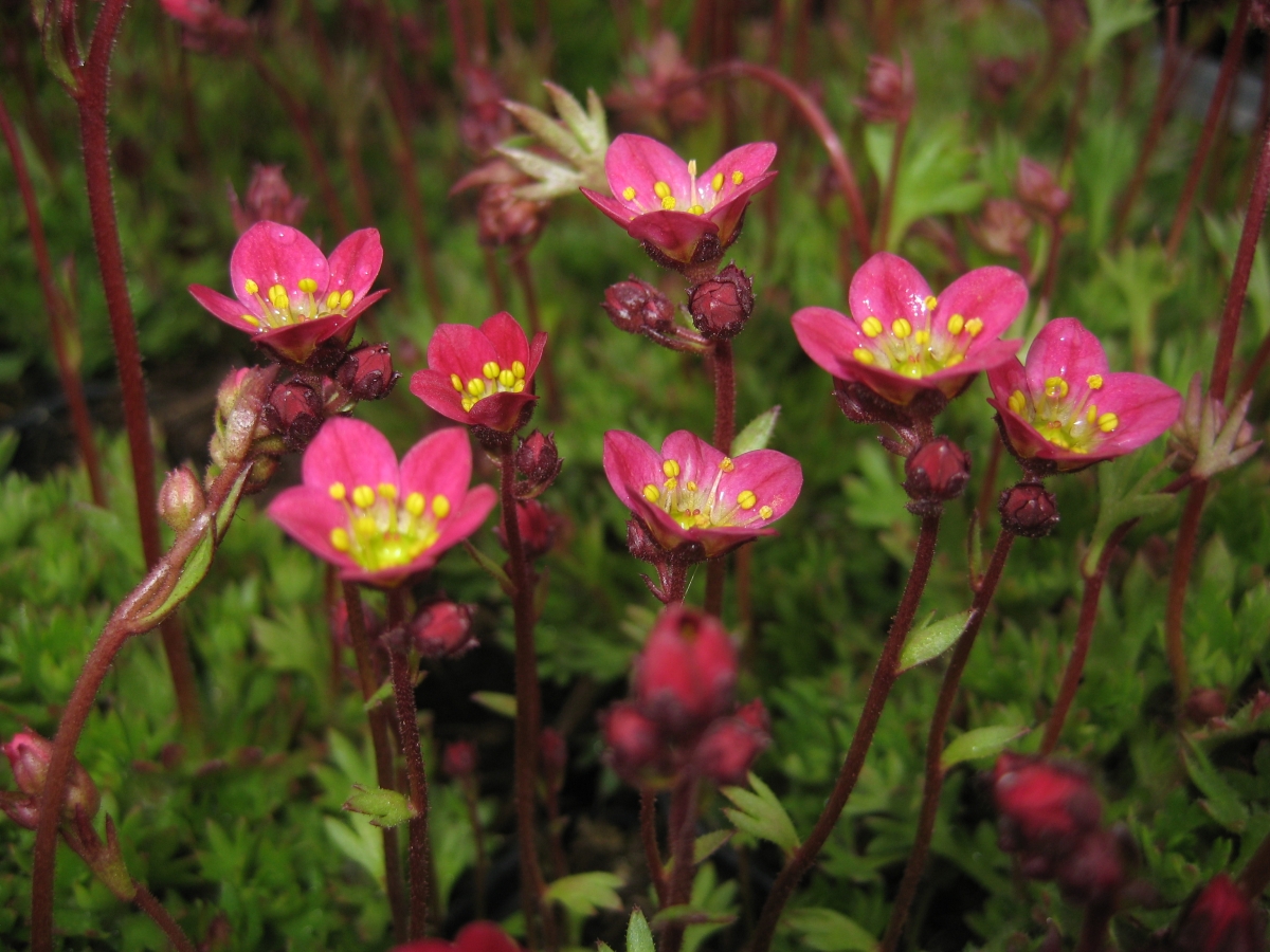 12278_saxifraga_arendsii_XS_002.jpg