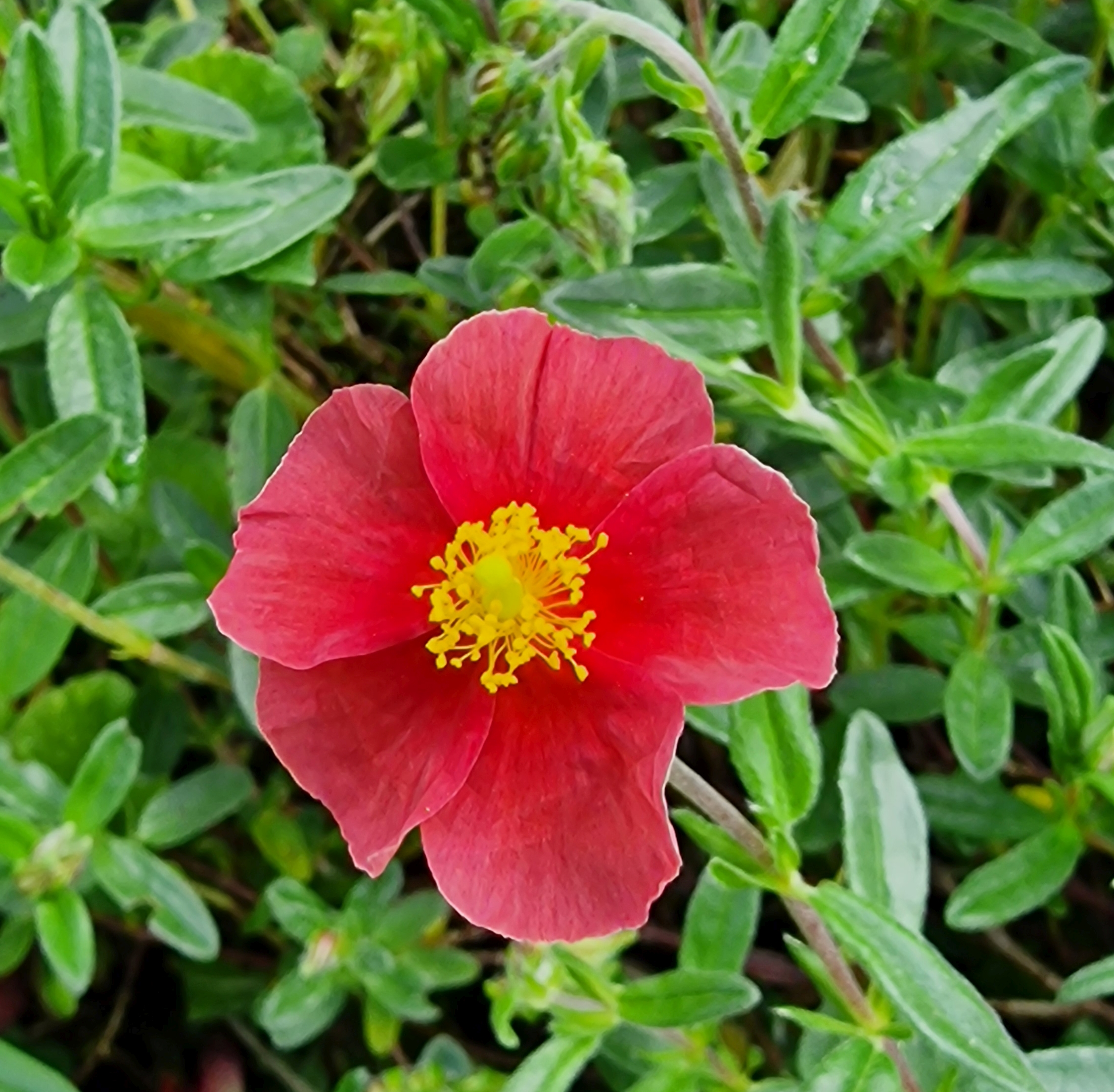12285_helianthemum_cult_cliff_cherry_XS_001.jpg