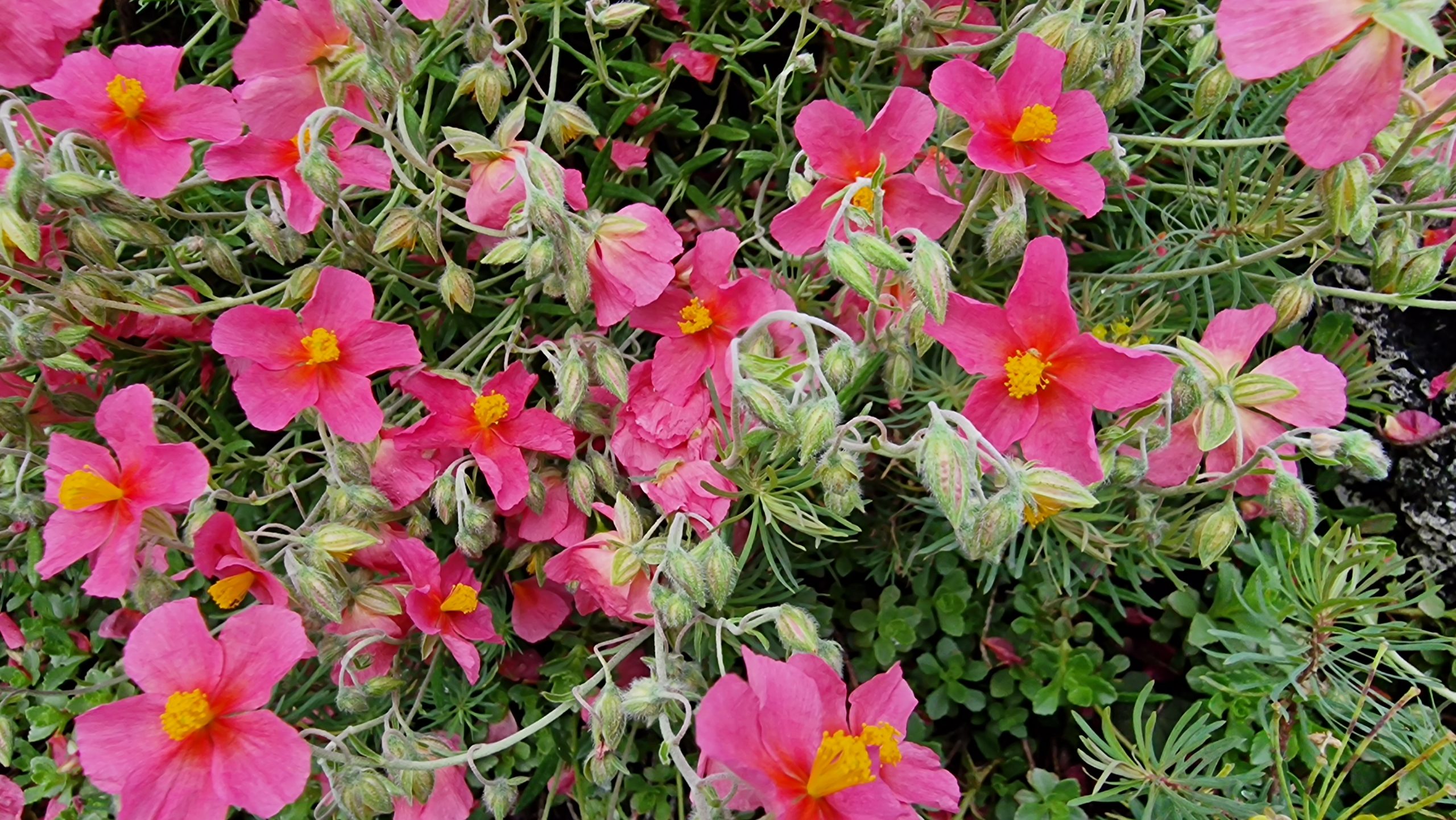 12288_helianthemum_cult_rock_raspberry_XS_001.jpg