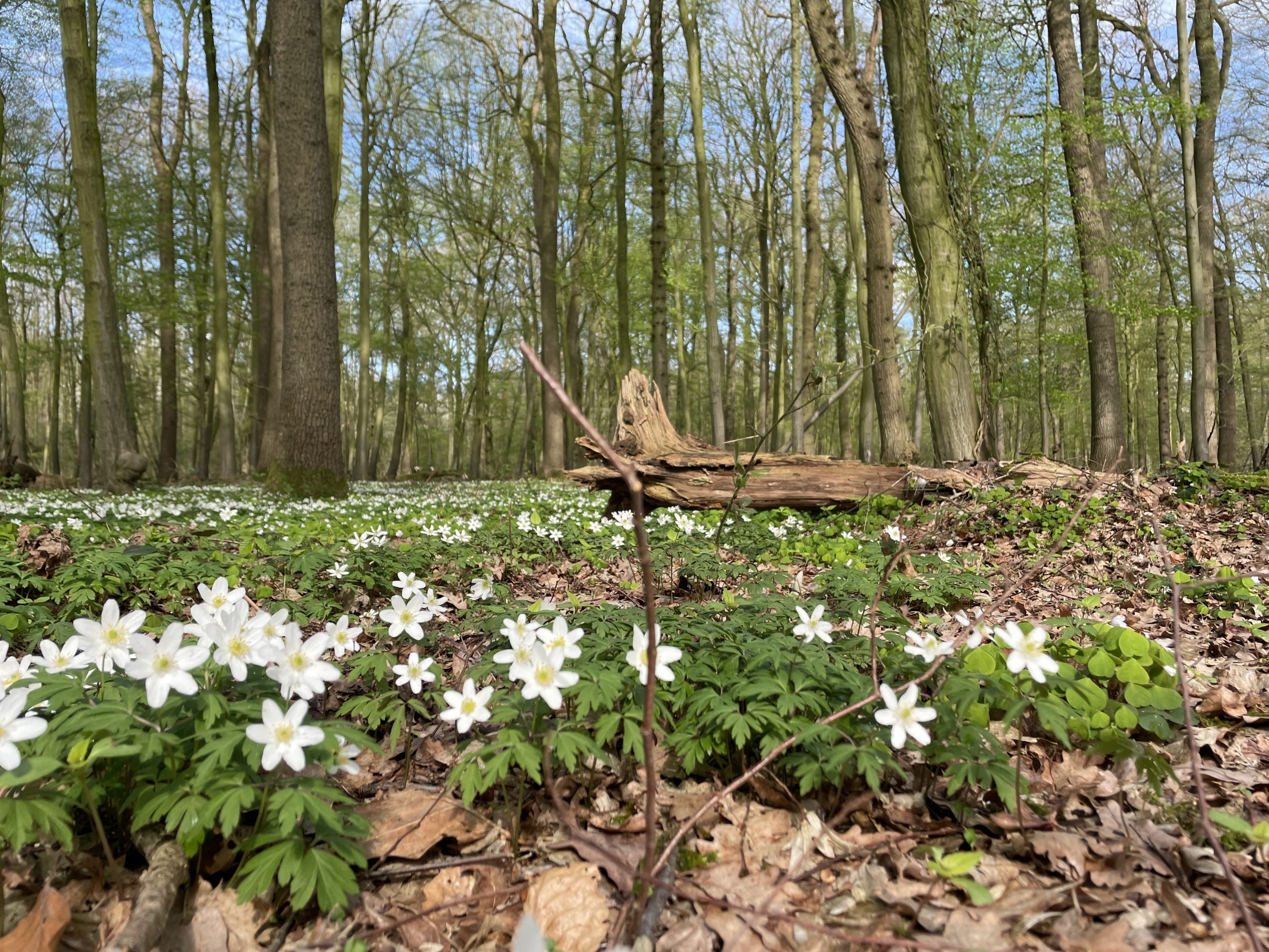 12331_anemone_nemorosa_SS_007.jpg