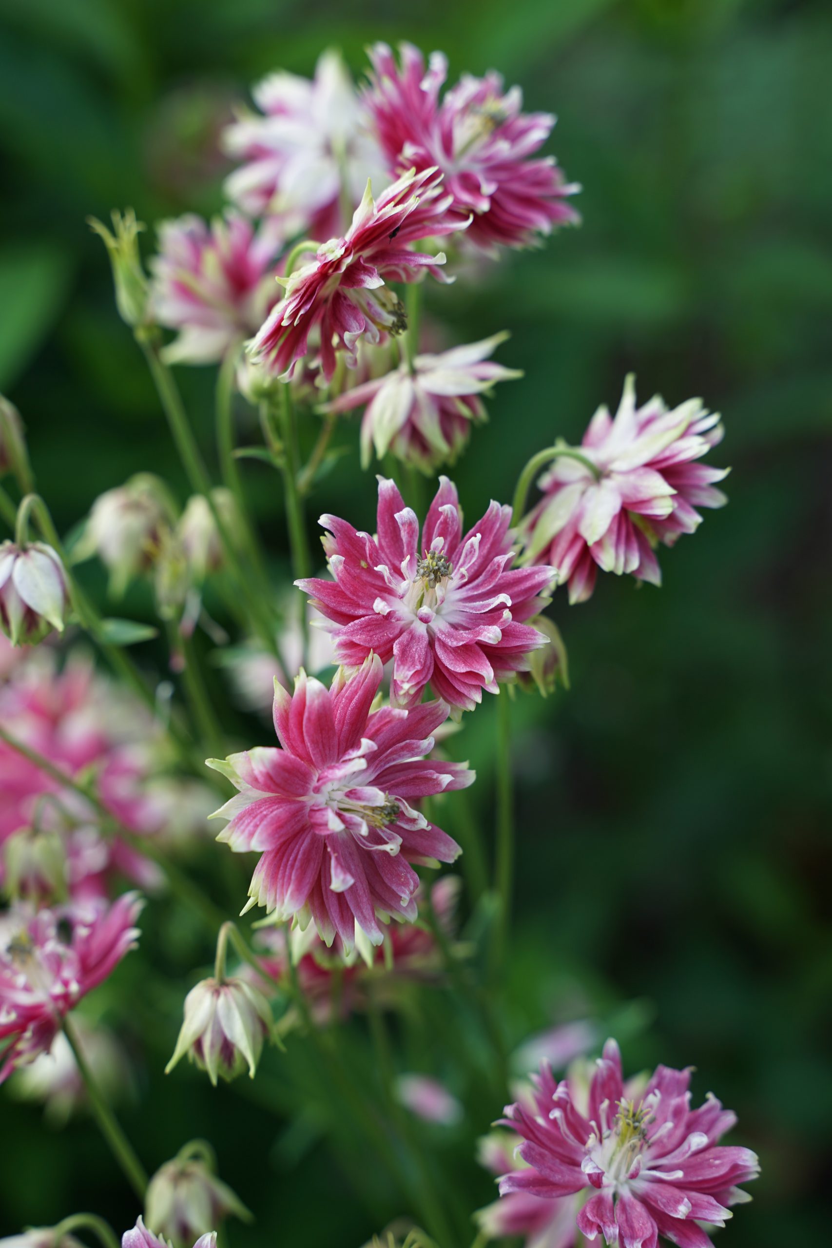12336_aquilegia_cult_nora_barlow_SS_007.jpg