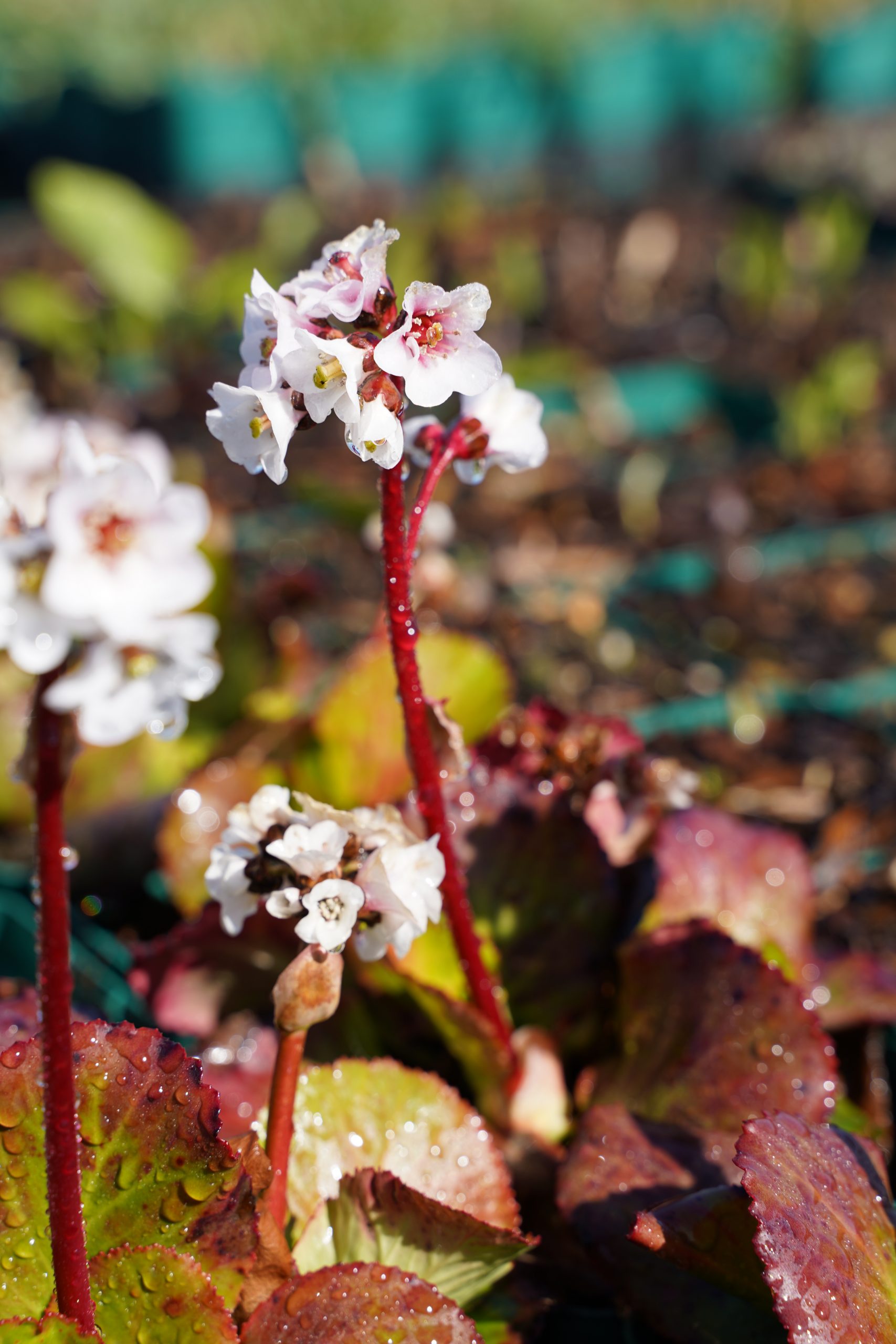 12377_bergenia_cordifolia_jelle_SS_003.jpg