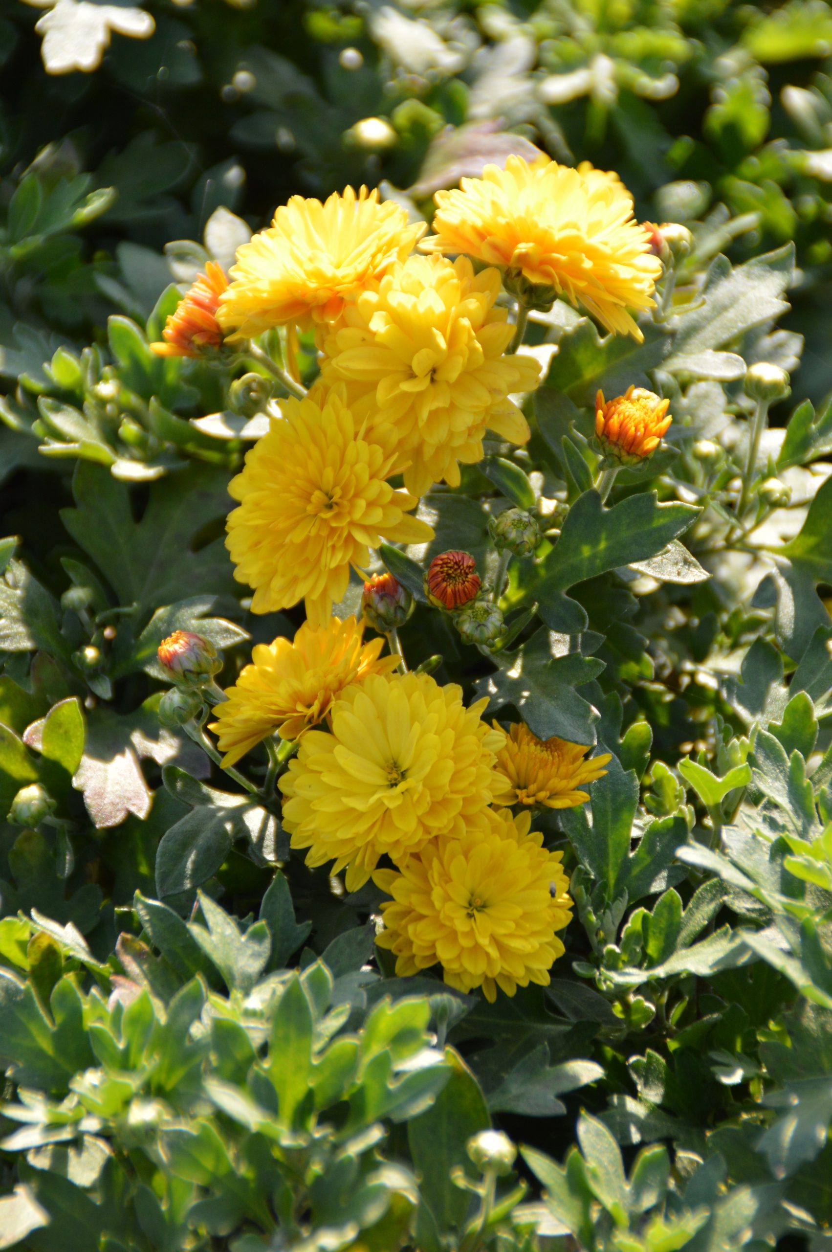 1239_chrysanthemum_hortorum_bienchen_SS_001.jpeg