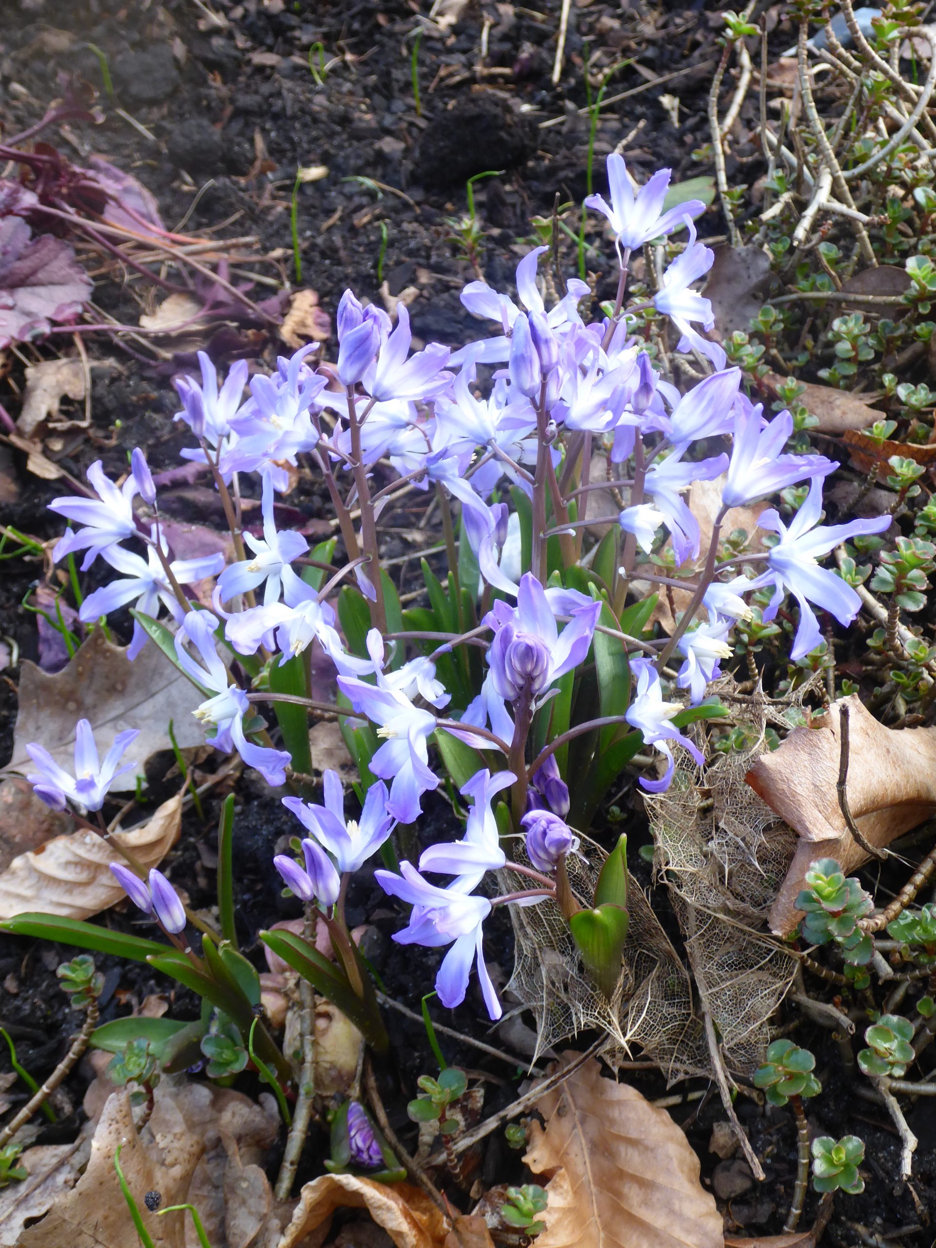 12421_chionodoxa_forbesii_SS_002.jpg