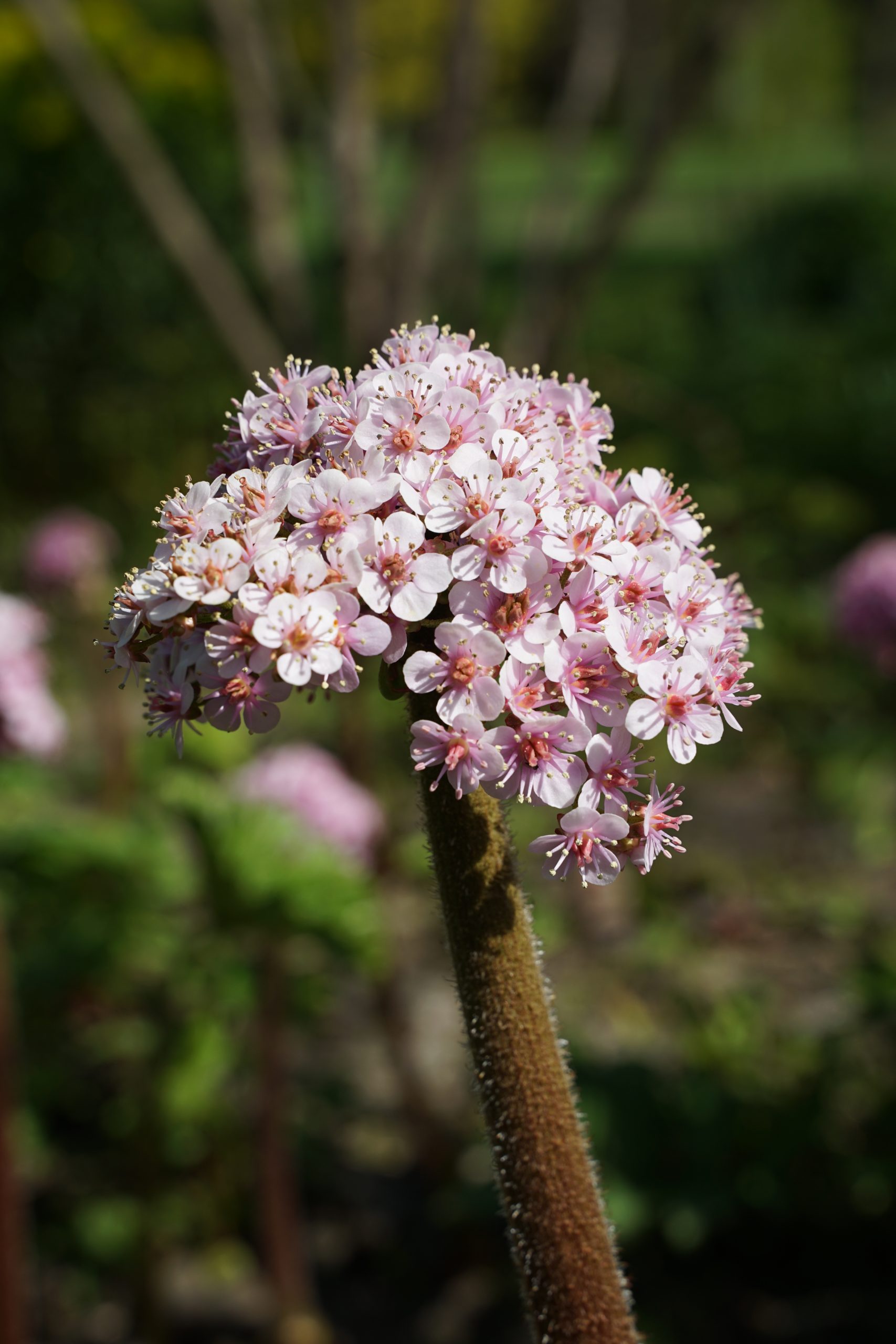 12432_darmera_peltata_SS_006.jpg