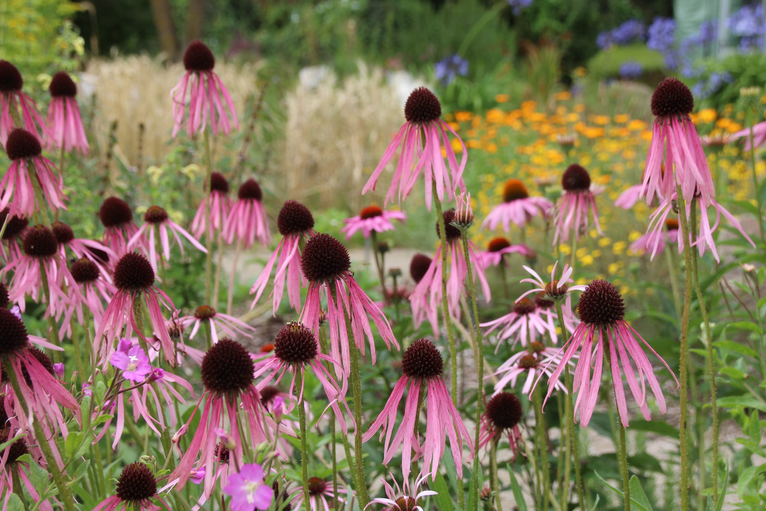 12448_echinacea_pallida_SS_003.jpg