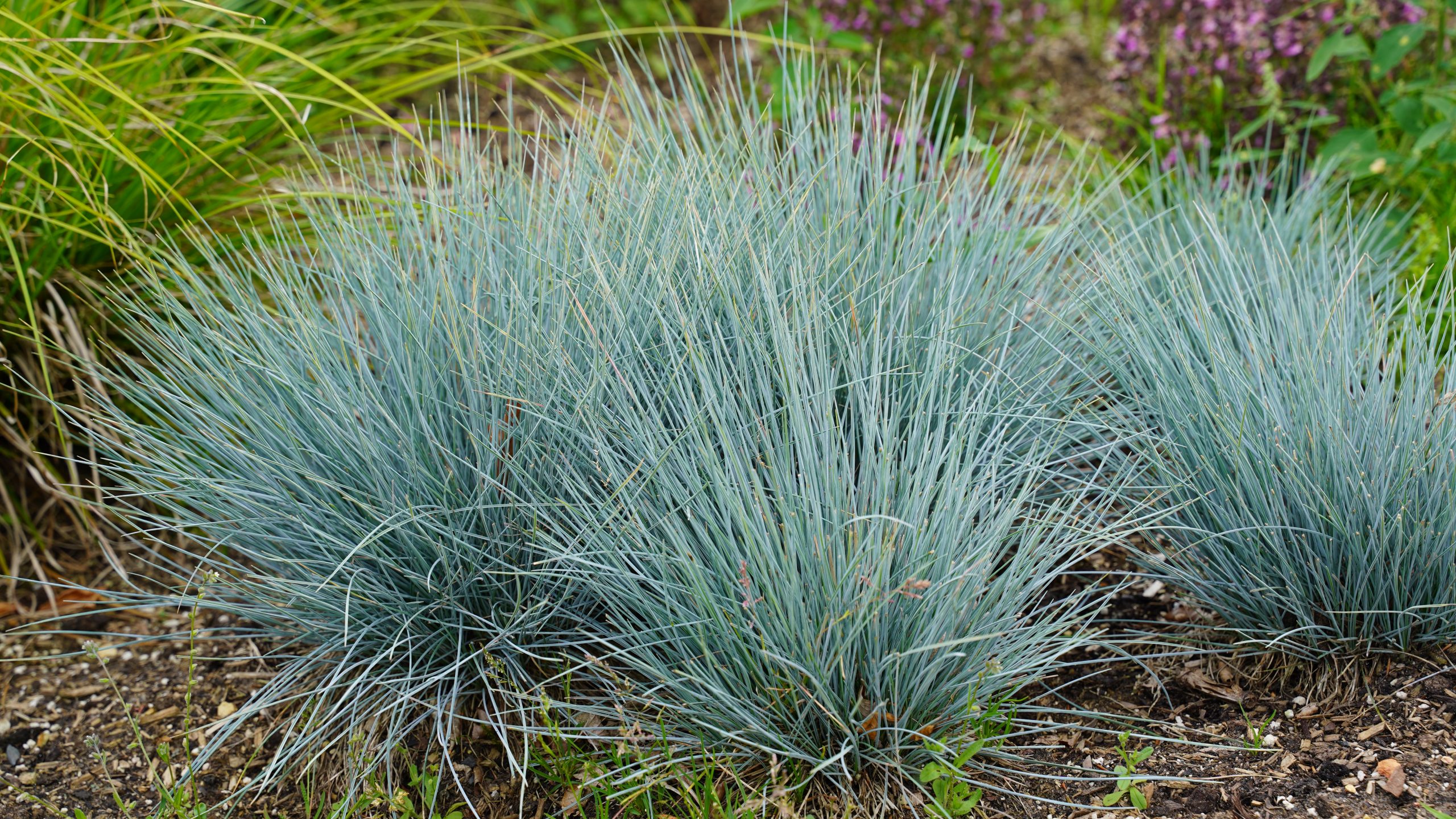 12490_festuca_cinerea_elijah_blue_SS_004.jpg