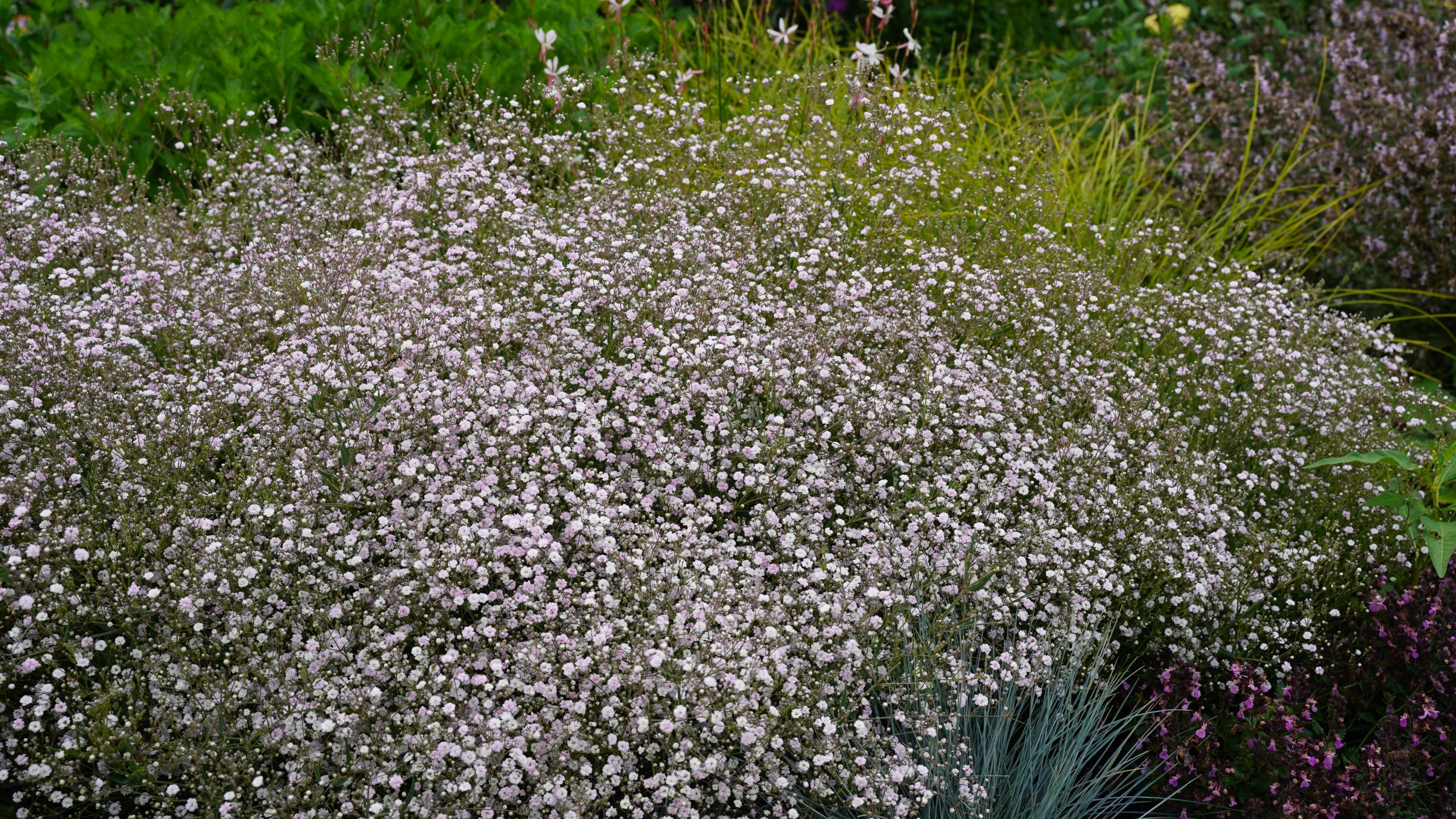 12522_gypsophila_paniculata_flamingo_SS_004.jpg