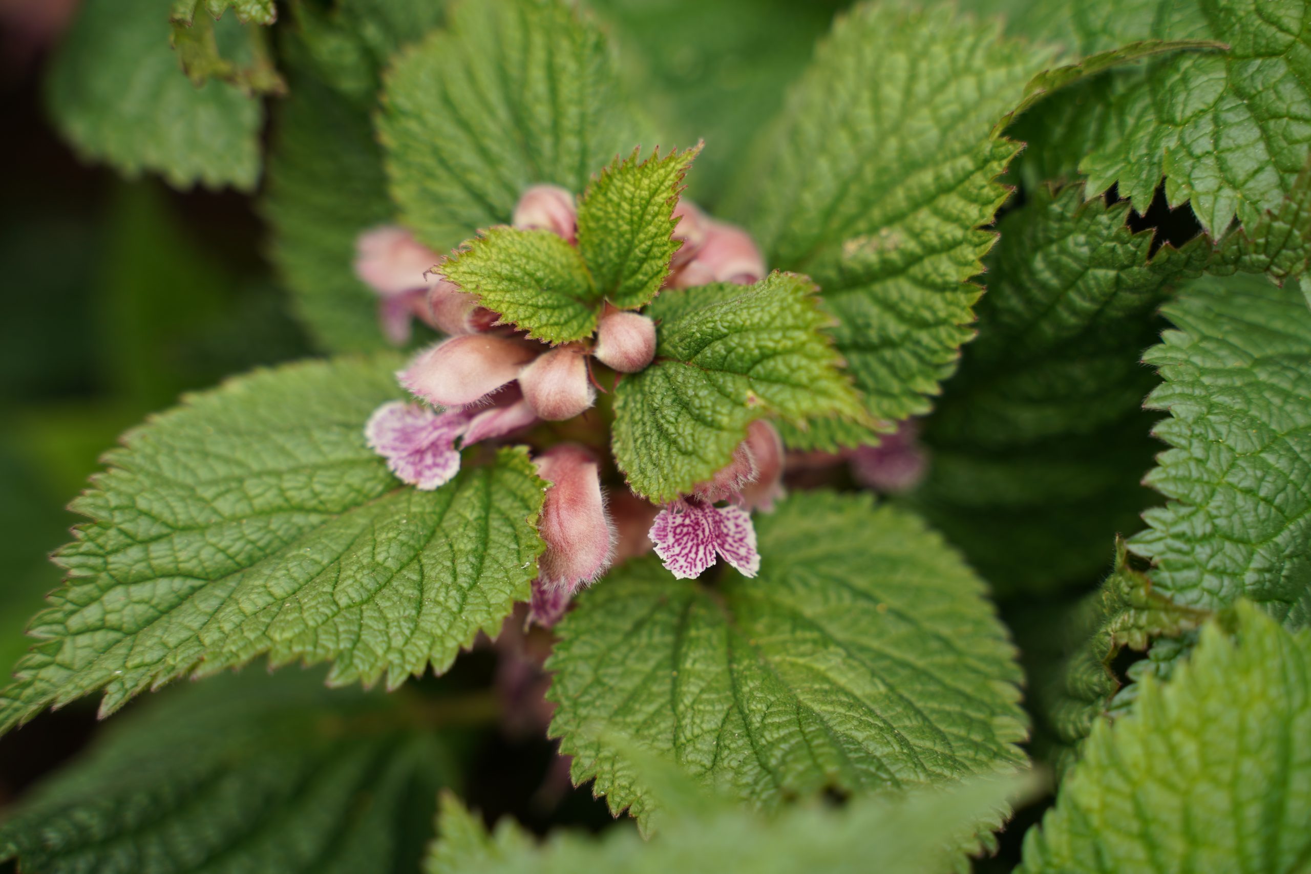 12577_lamium_orvala_SS_008.jpg