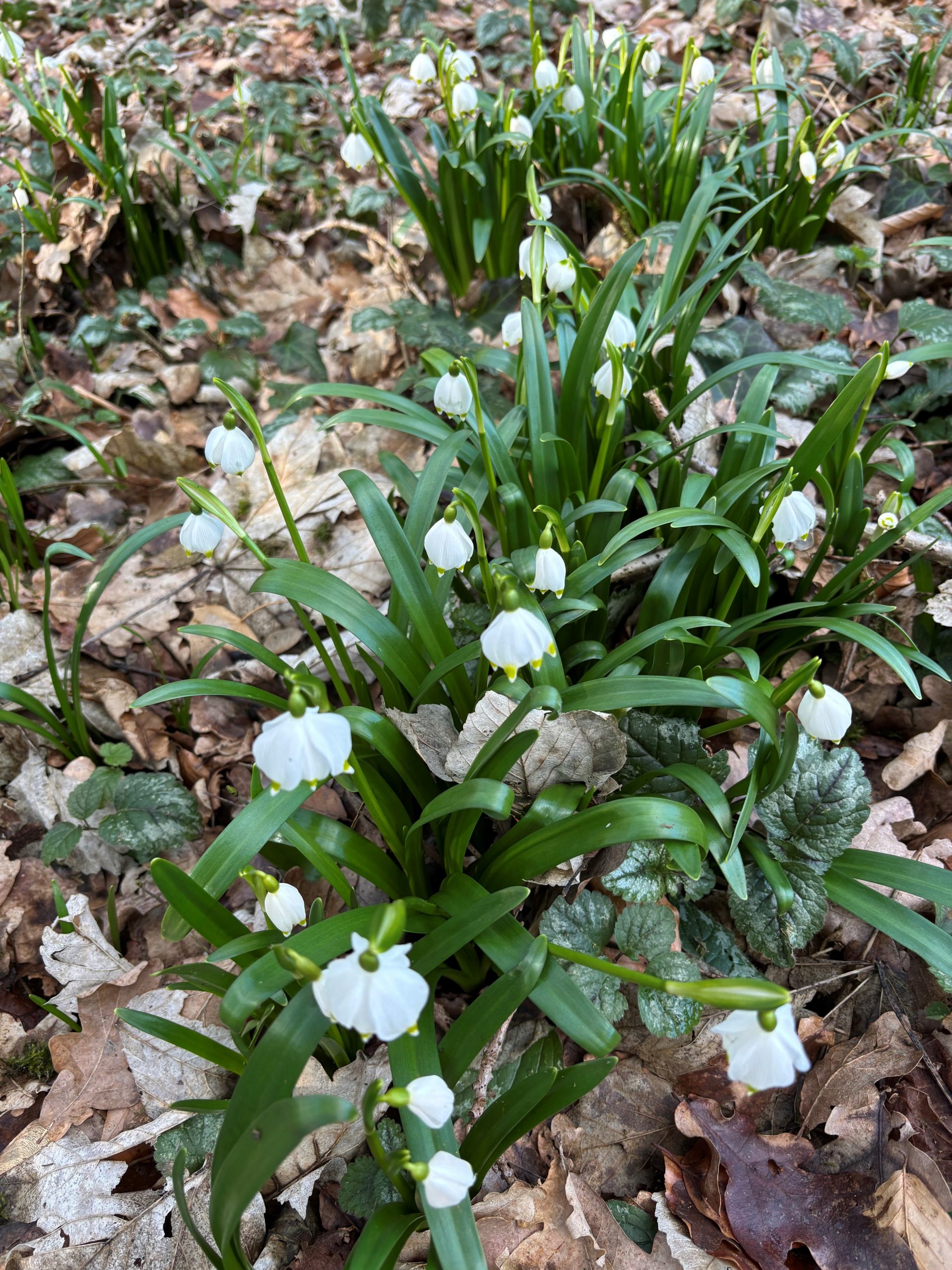 12583_leucojum_vernum_SS_004.jpg