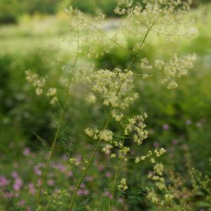 Thalictrum minus