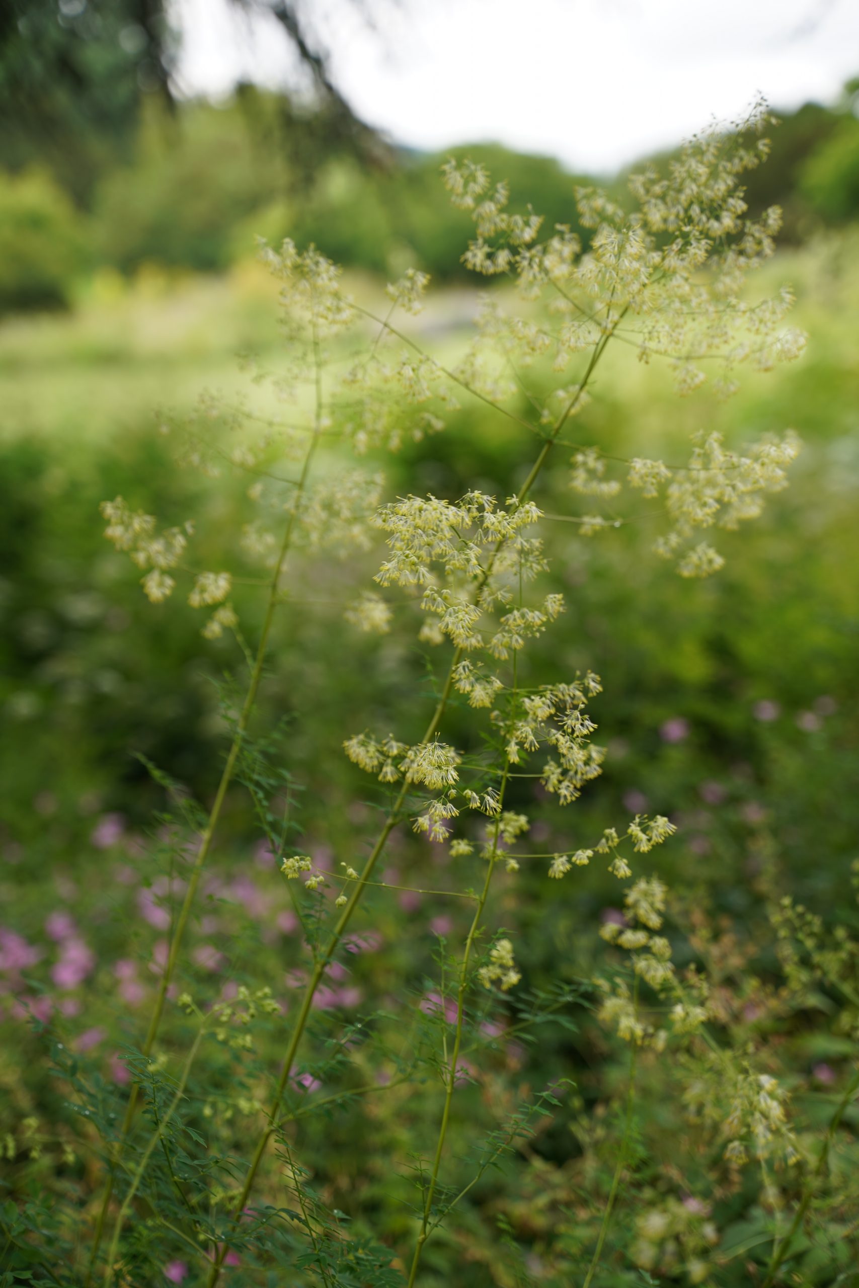 12736_thalictrum_minus_SS_001.jpg