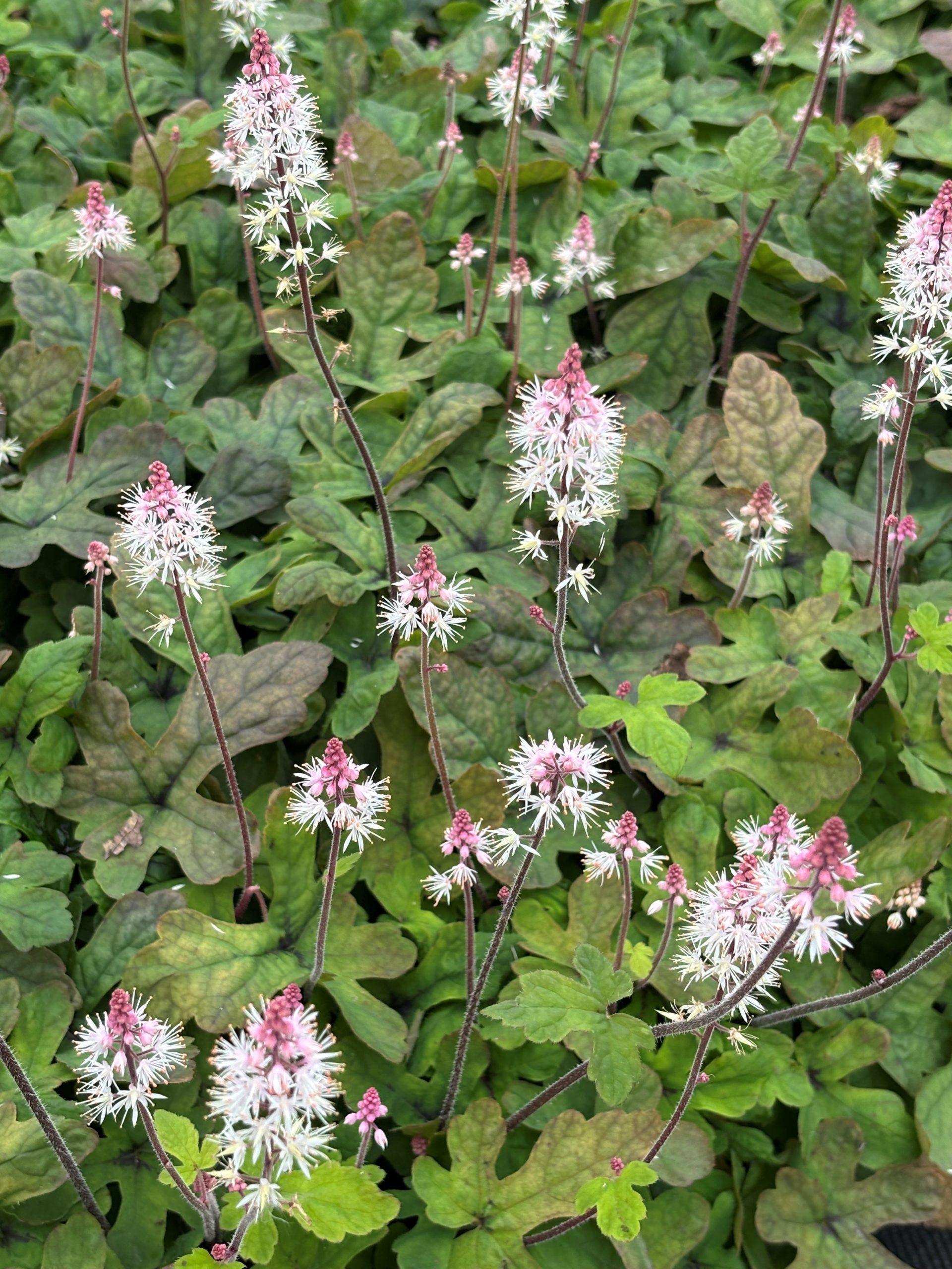 12746_tiarella_laciniata_spring_symphony_SS_006.jpg