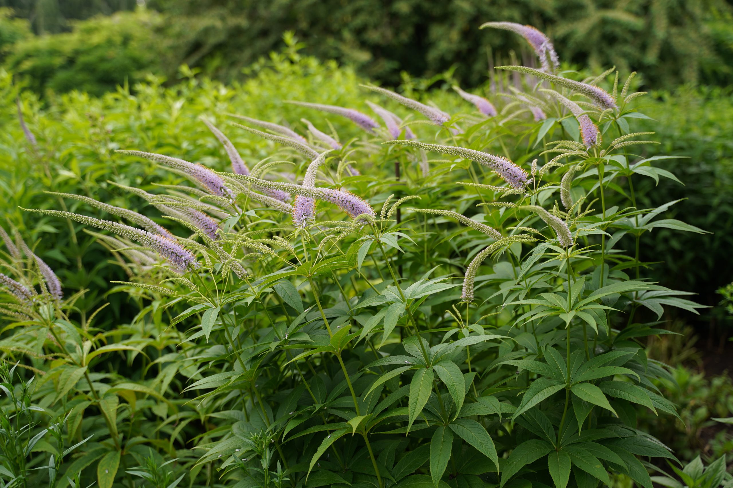12766_veronicastrum_sibiricum_okamoto_SS_005.jpg