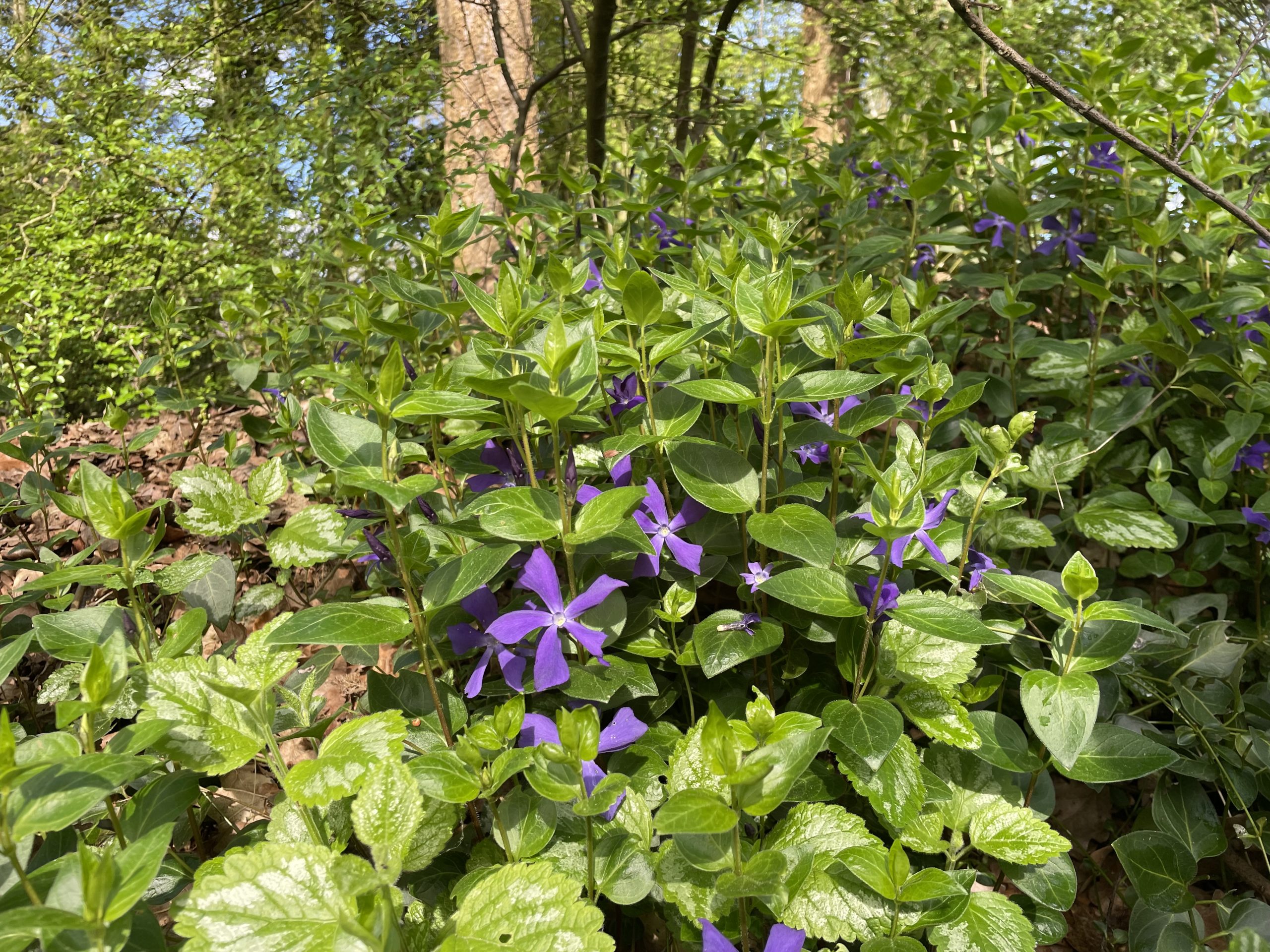 12769_vinca_major_SS_004.jpg