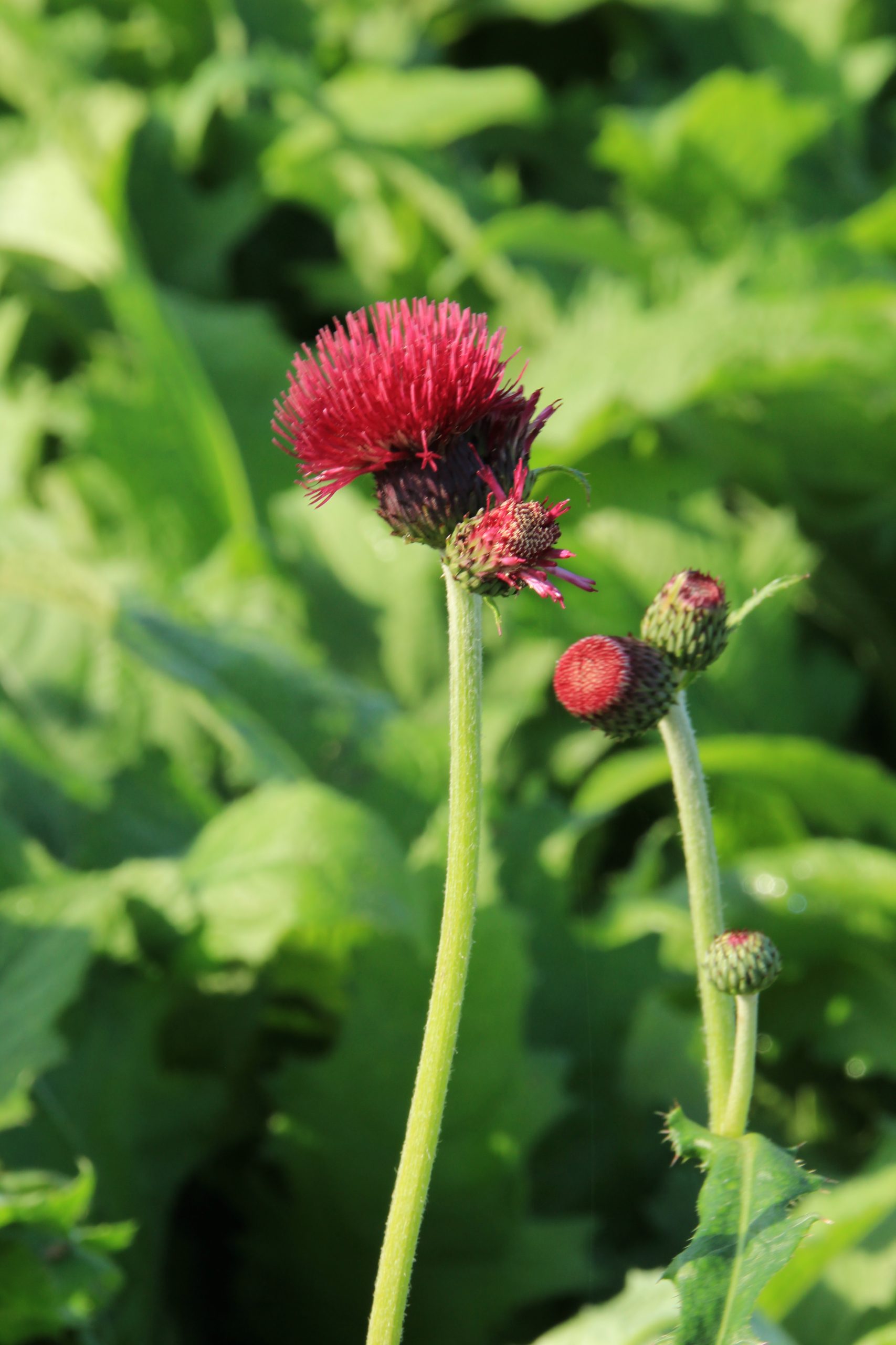 1279_cirsium_rivulare_atropurpureum_SS_001.jpeg