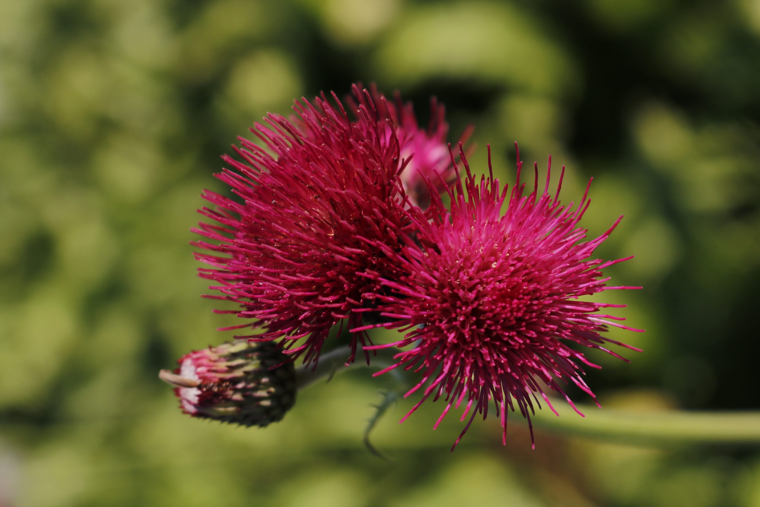 1281_cirsium_rivulare_atropurpureum_XS_003.jpeg