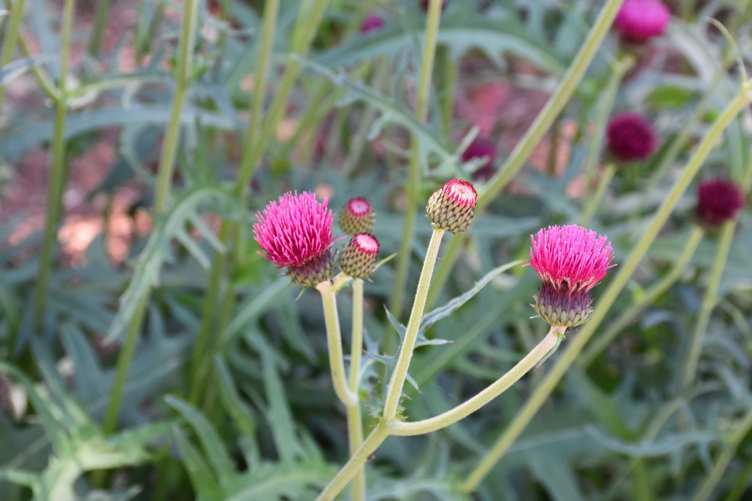 1283_cirsium_rivulare_atropurpureum_XS_005.jpeg