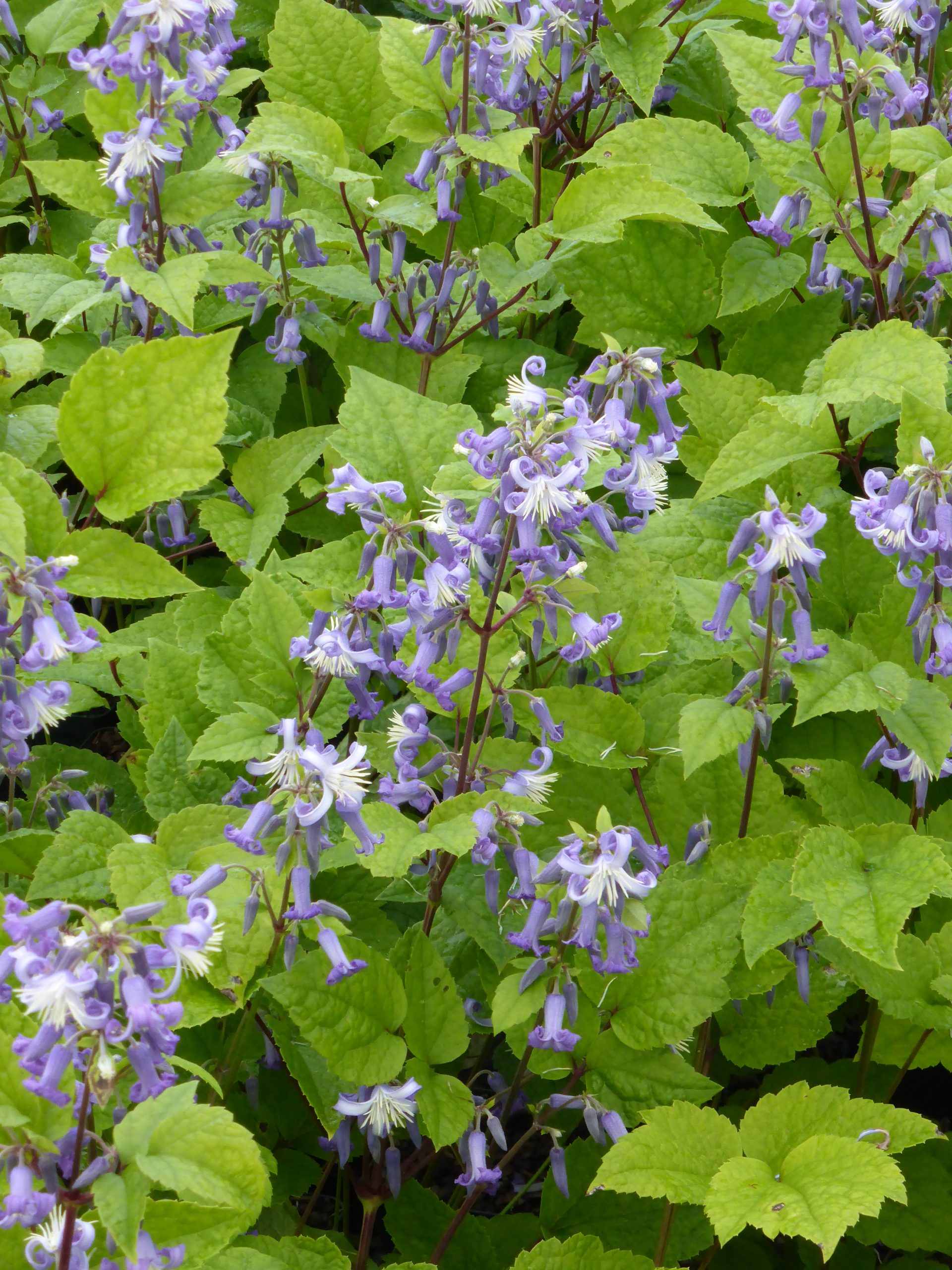 1288_clematis_heracleifolia_cote_dazur_SS_001.jpeg