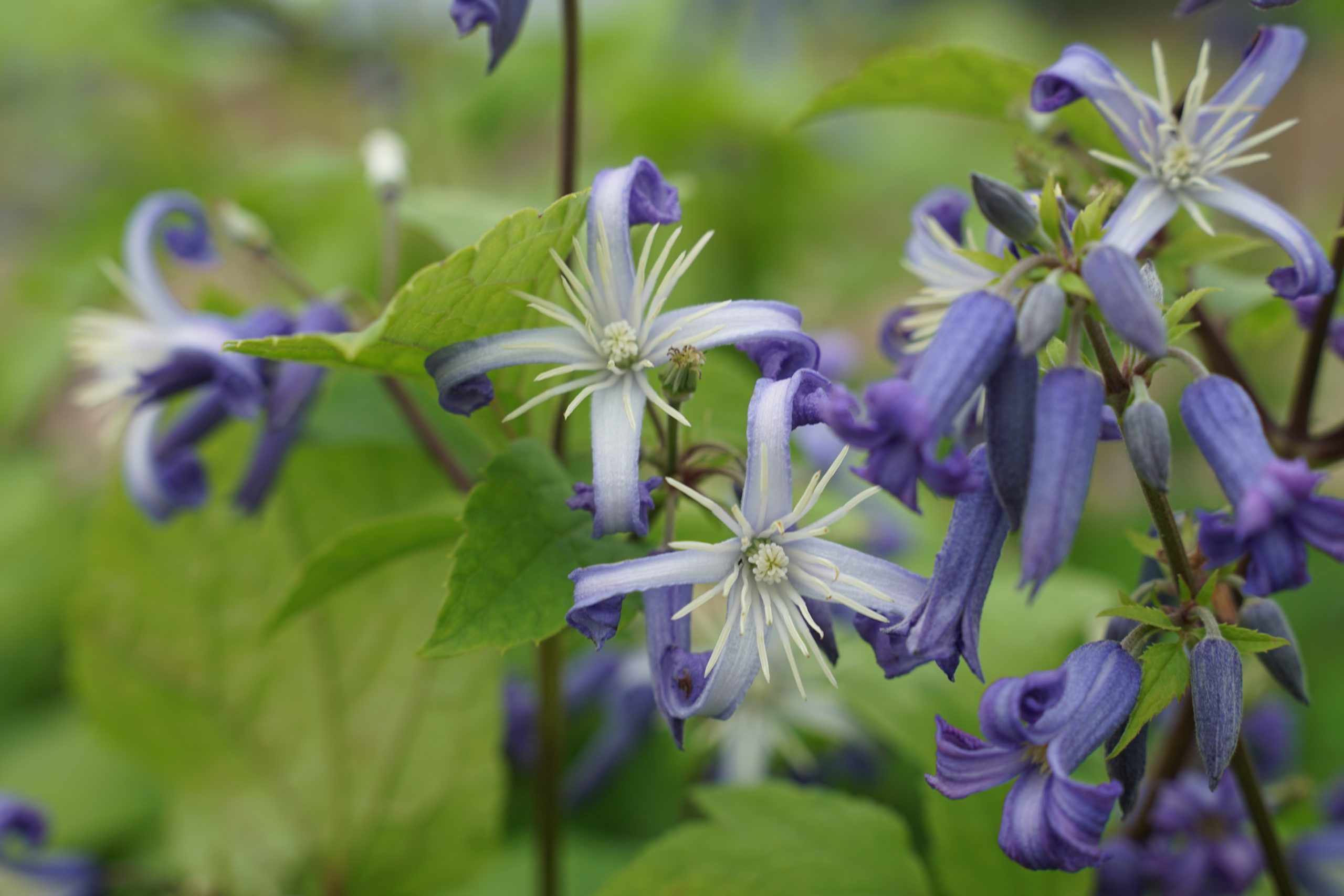 1290_clematis_heracleifolia_cote_dazur_SS_003.jpeg