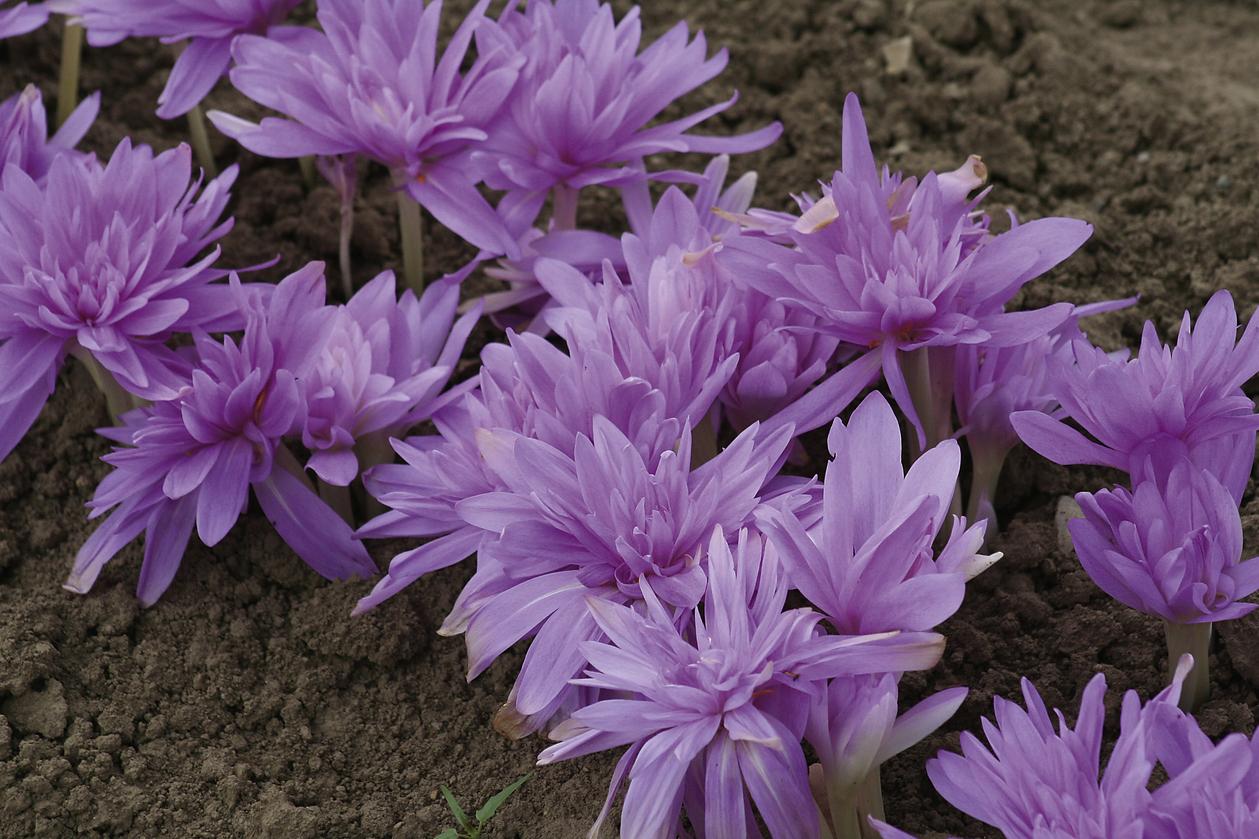 1294_colchicum_speciosum_waterlily_ZK_001.jpeg