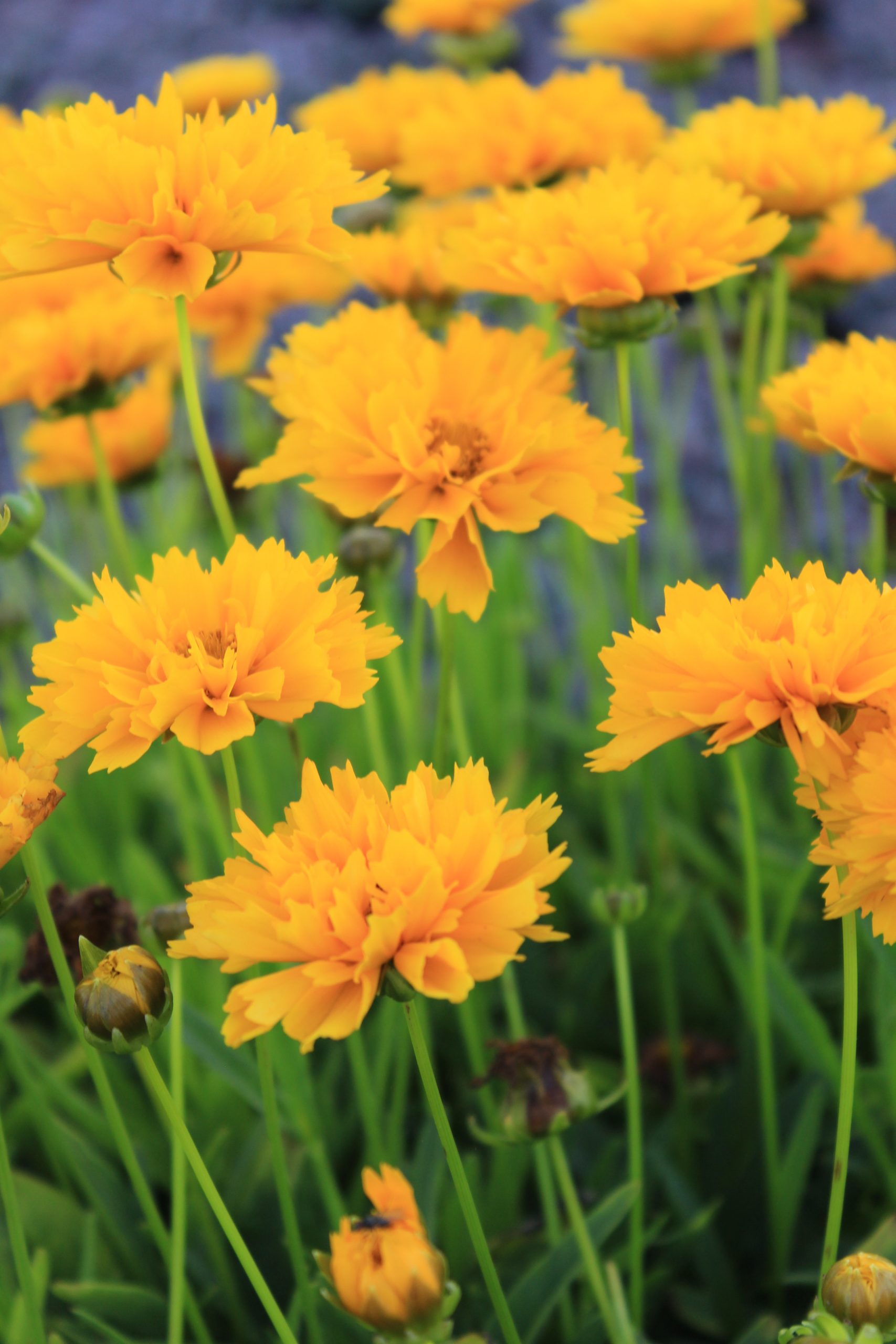 1299_coreopsis_grandiflora_early_sunrise_SS_001.jpeg