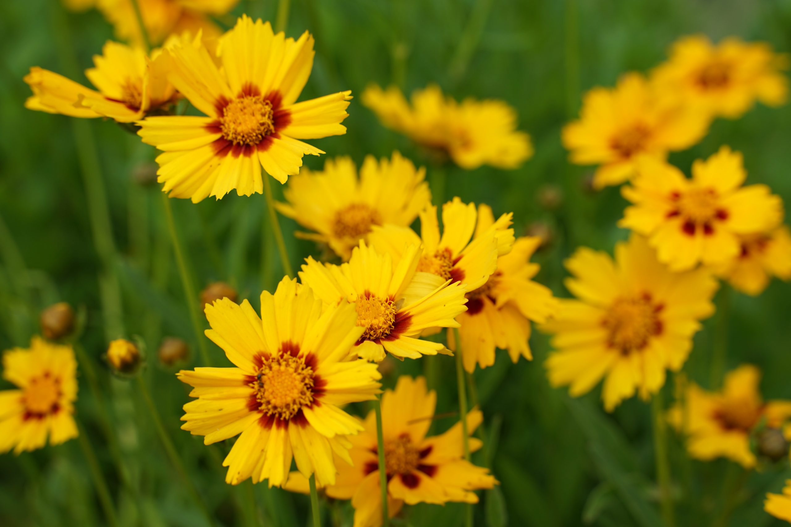 1305_coreopsis_lanceolata_sterntaler_SS_001.jpeg