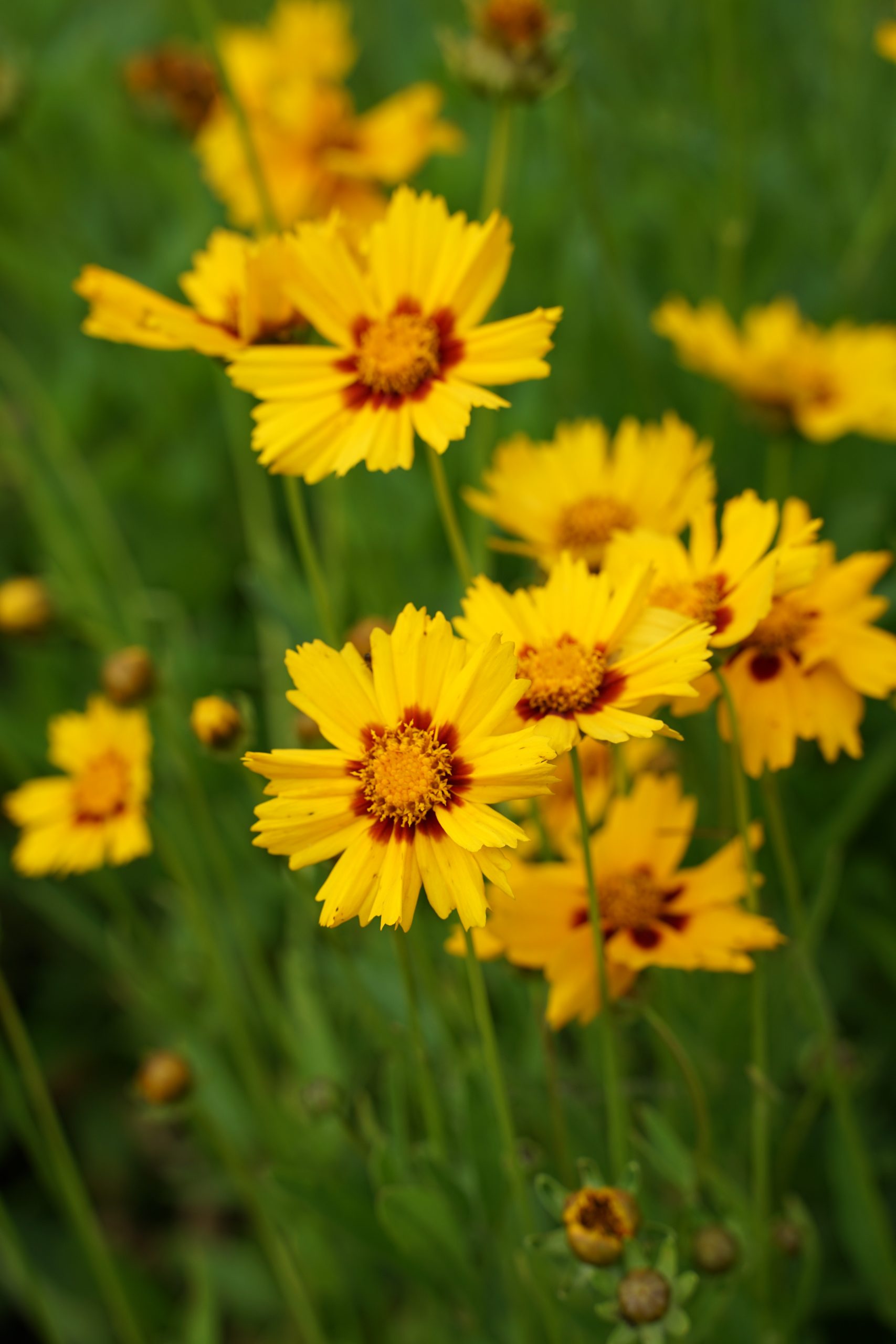 1306_coreopsis_lanceolata_sterntaler_SS_002.jpeg