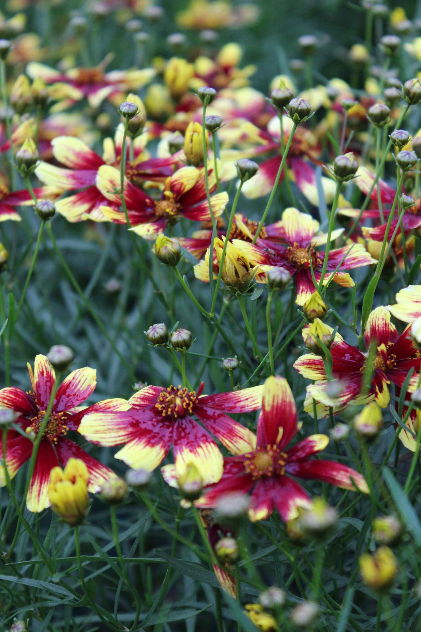 1315_coreopsis_verticillata_bengal_tiger_SS_001.jpeg