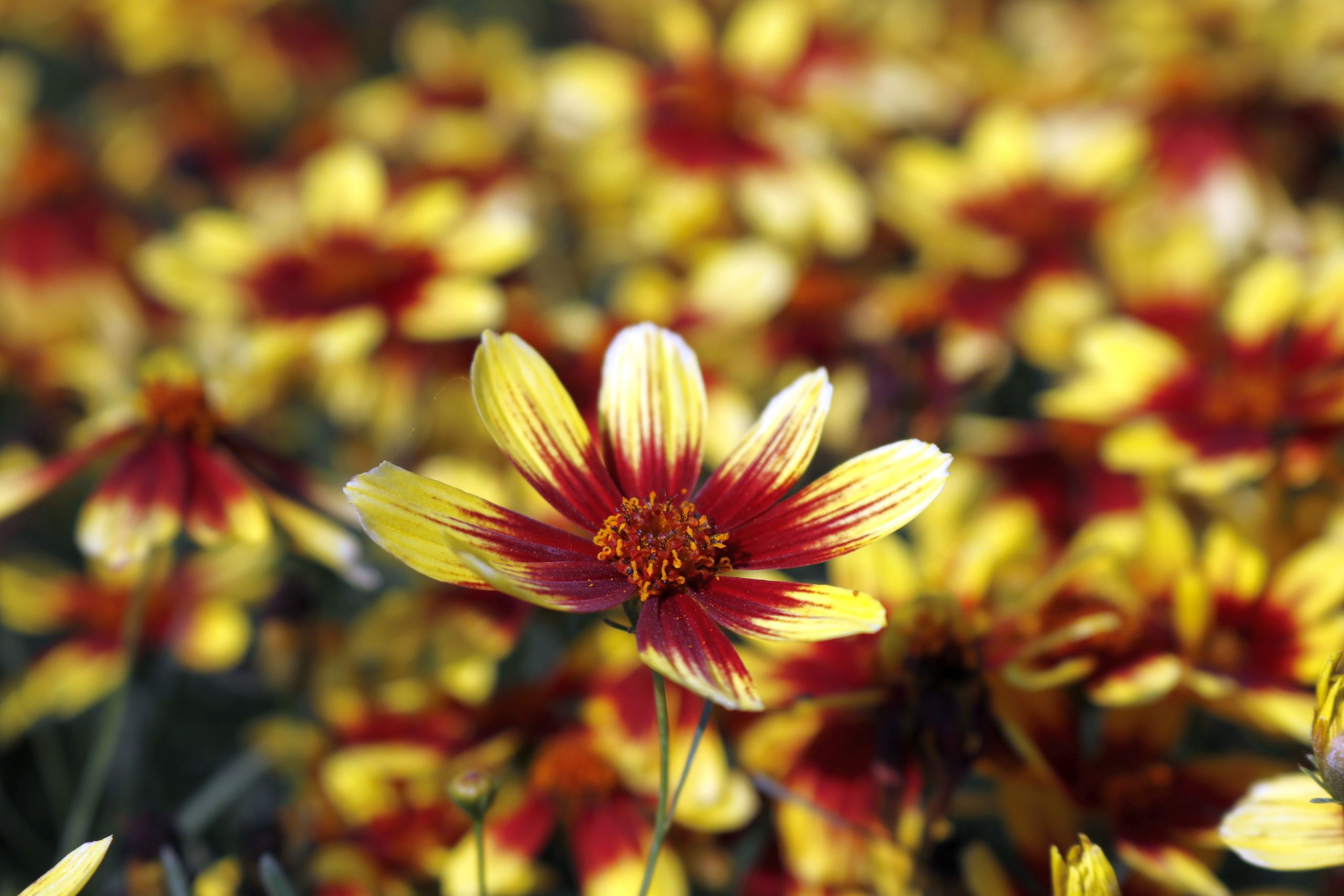 1318_coreopsis_verticillata_bengal_tiger_XS_004.jpeg