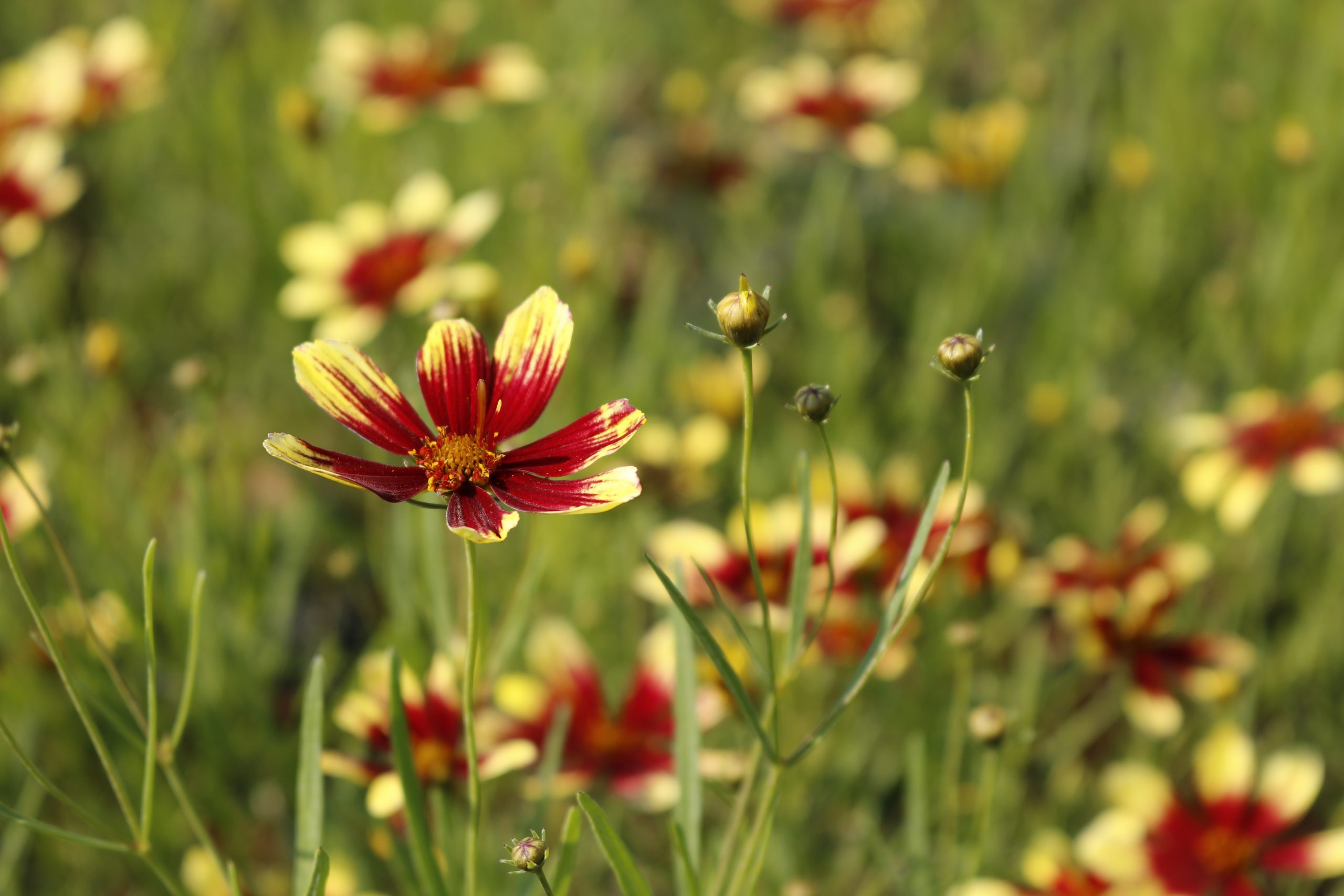 1319_coreopsis_verticillata_bengal_tiger_XS_005.jpeg