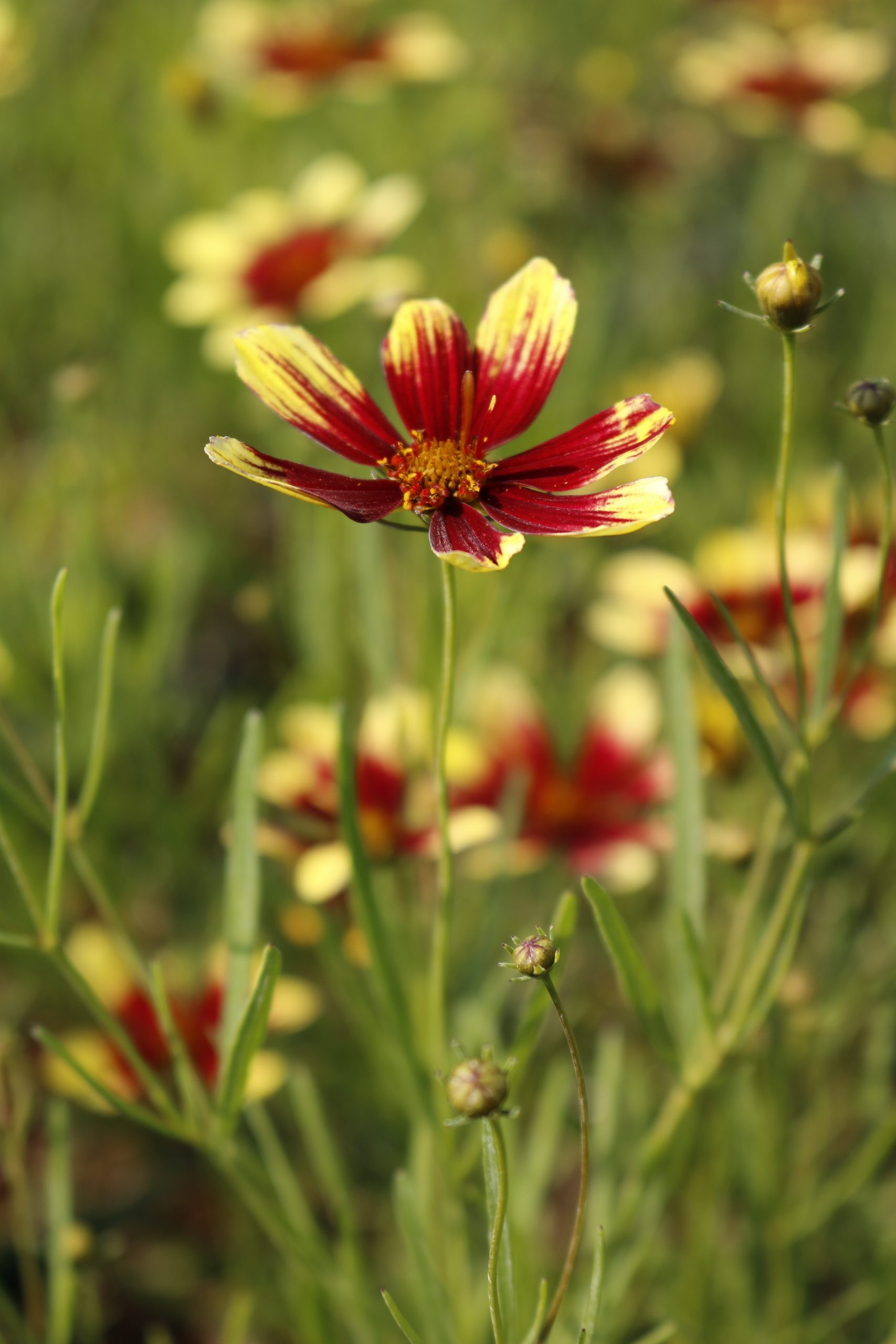 1320_coreopsis_verticillata_bengal_tiger_XS_006.jpeg