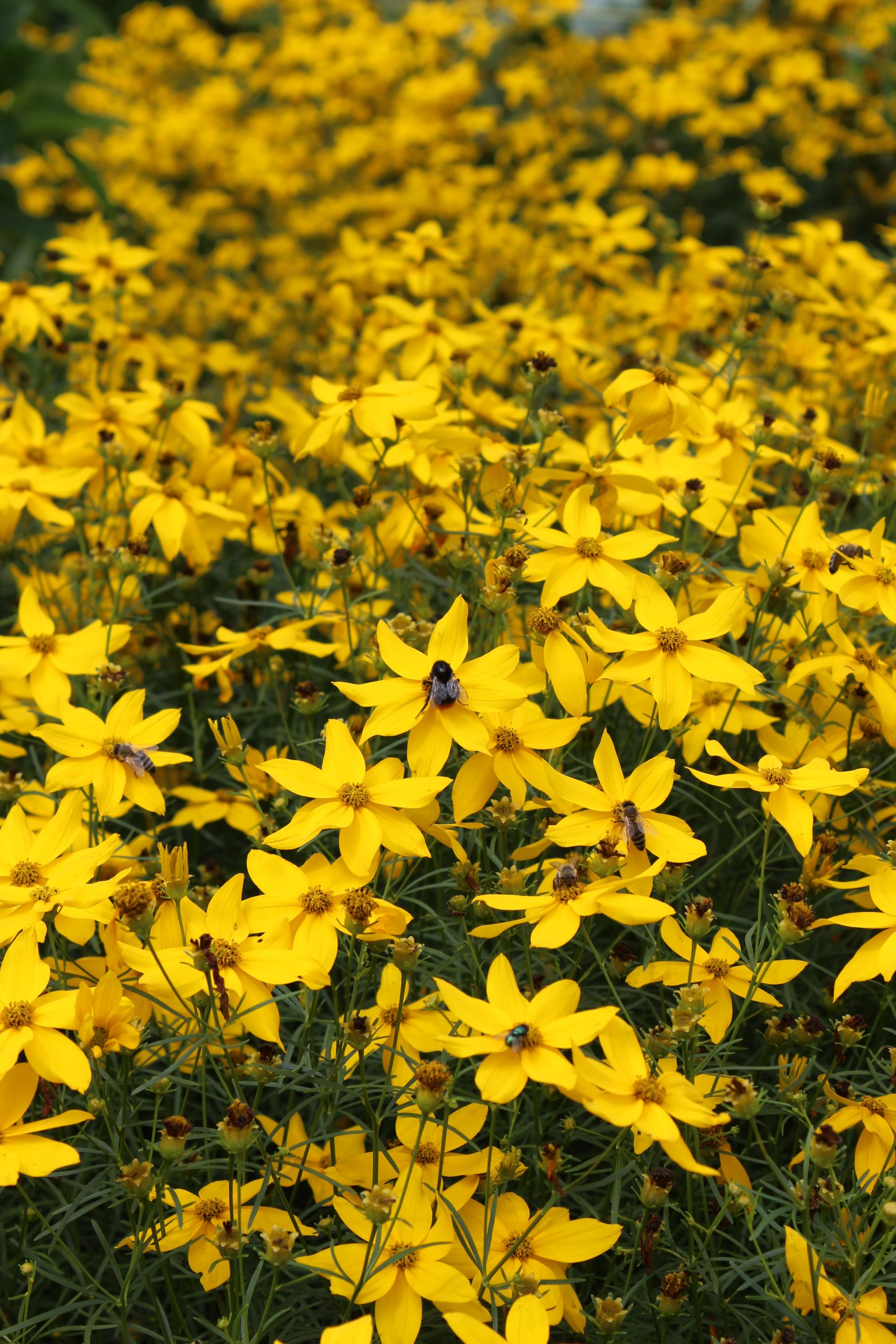 1321_coreopsis_verticillata_grandiflora_SS_001.jpeg